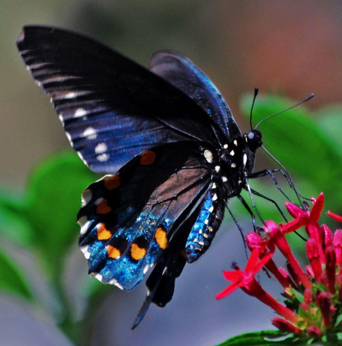 1422x1440 Beautiful Butterflies // Amazing Blue butterfly, Red butterfly, Yellow butterfly. Beautiful butterflies, Butterfly, Butterfly species