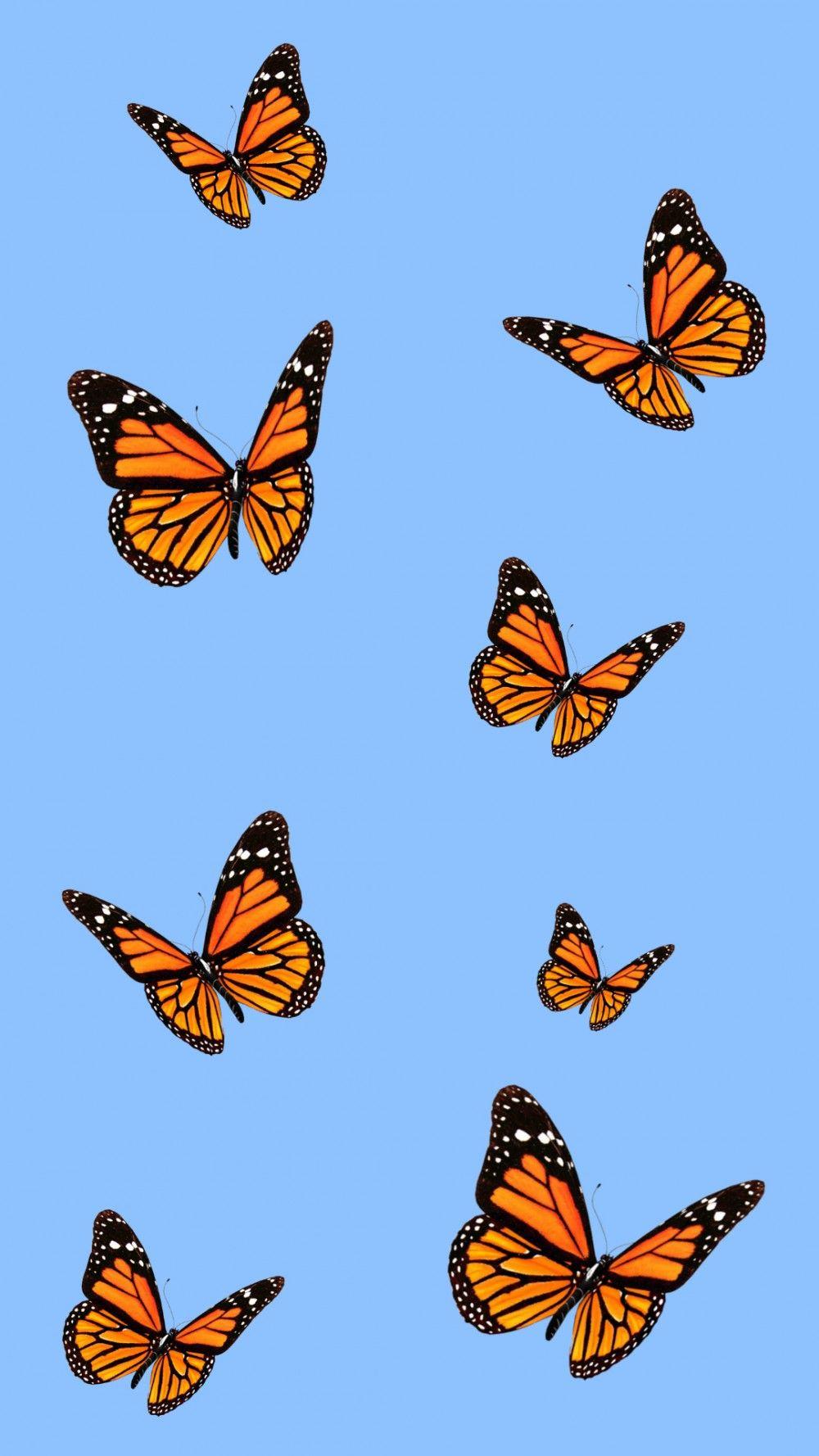 1000x1778 Aesthetic iPhone Wallpaper. Blue butterfly wallpaper, Butterfly wallpaper iphone, Aesthetic iphone wallpaper