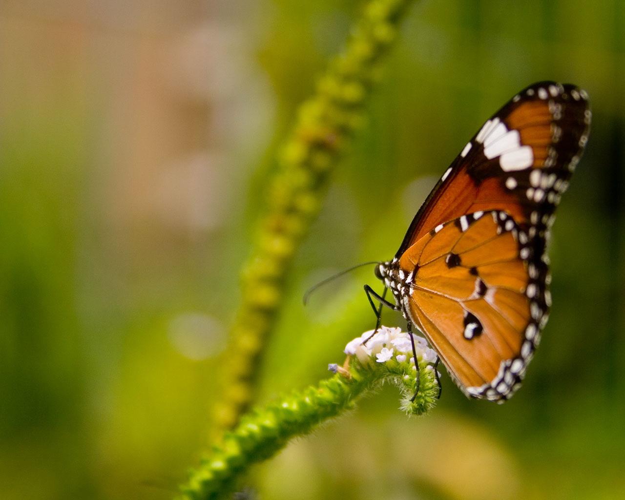 1280x1024 Blue Butterfly Spring