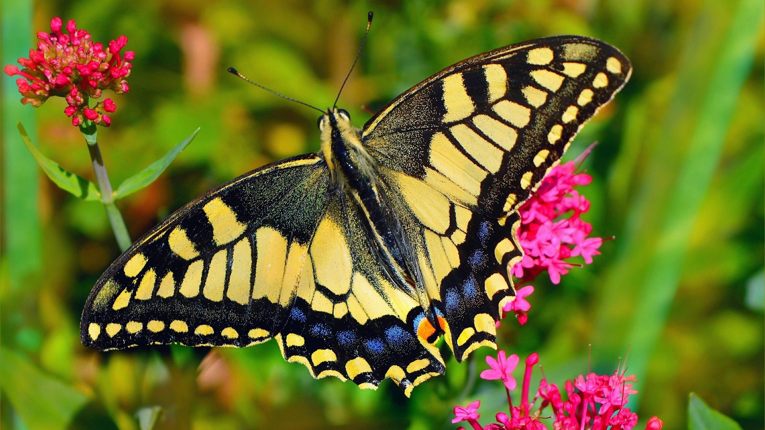 Yellow and Blue Butterfly Wallpapers - Top Free Yellow and Blue ...