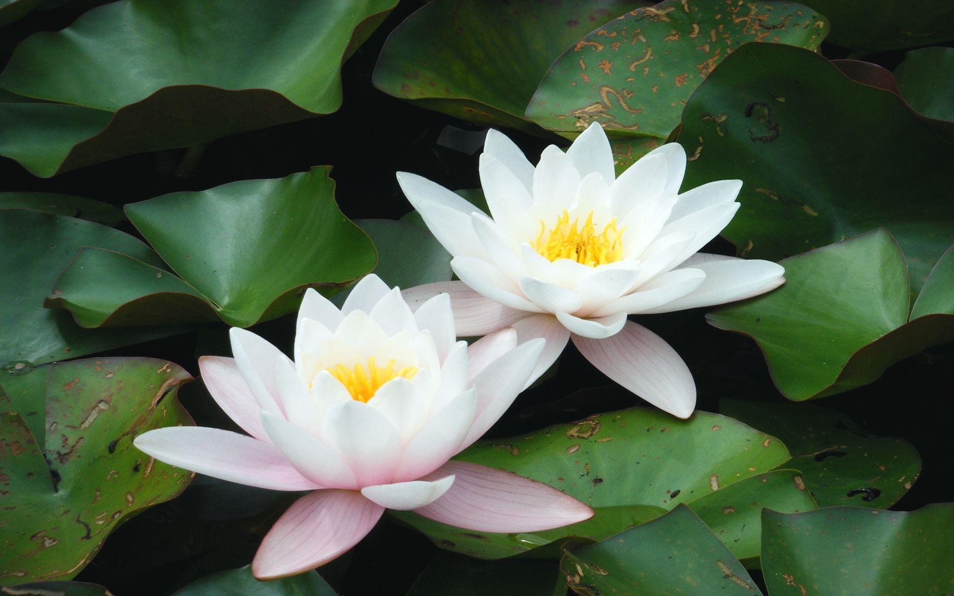 White Lotus Graphic Art Wallpapers - Top Free White Lotus Graphic Art