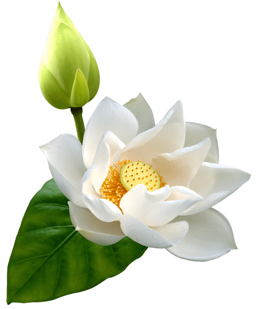 819x985 White lotus flower clipart royalty free stock