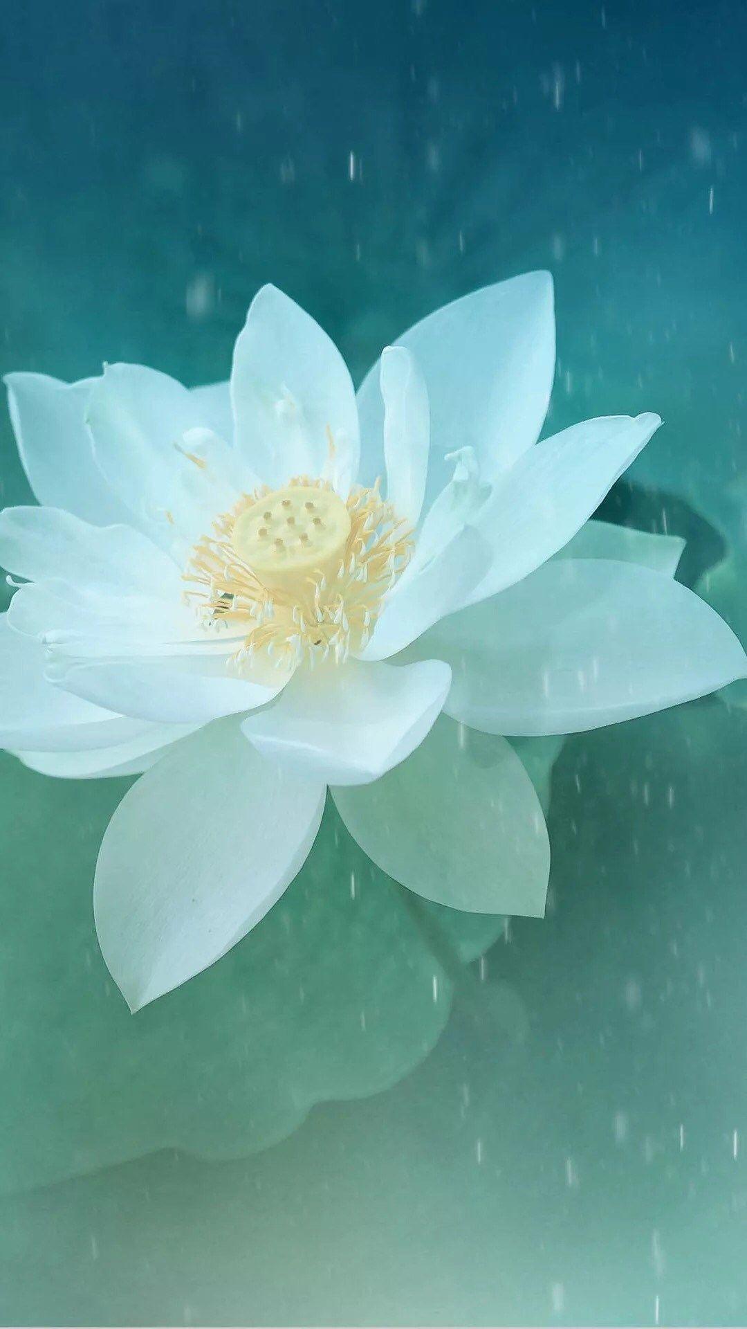 Lotus Flower iPhone Wallpapers - Top Free Lotus Flower iPhone Backgrounds -  WallpaperAccess