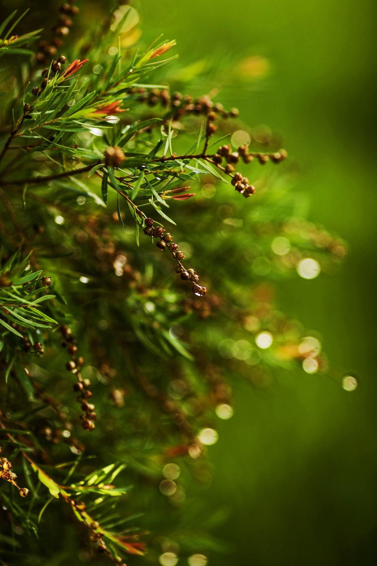 1280x1920 Trotsky Perspective. Water droplets photography, Green nature, Nature inspiration