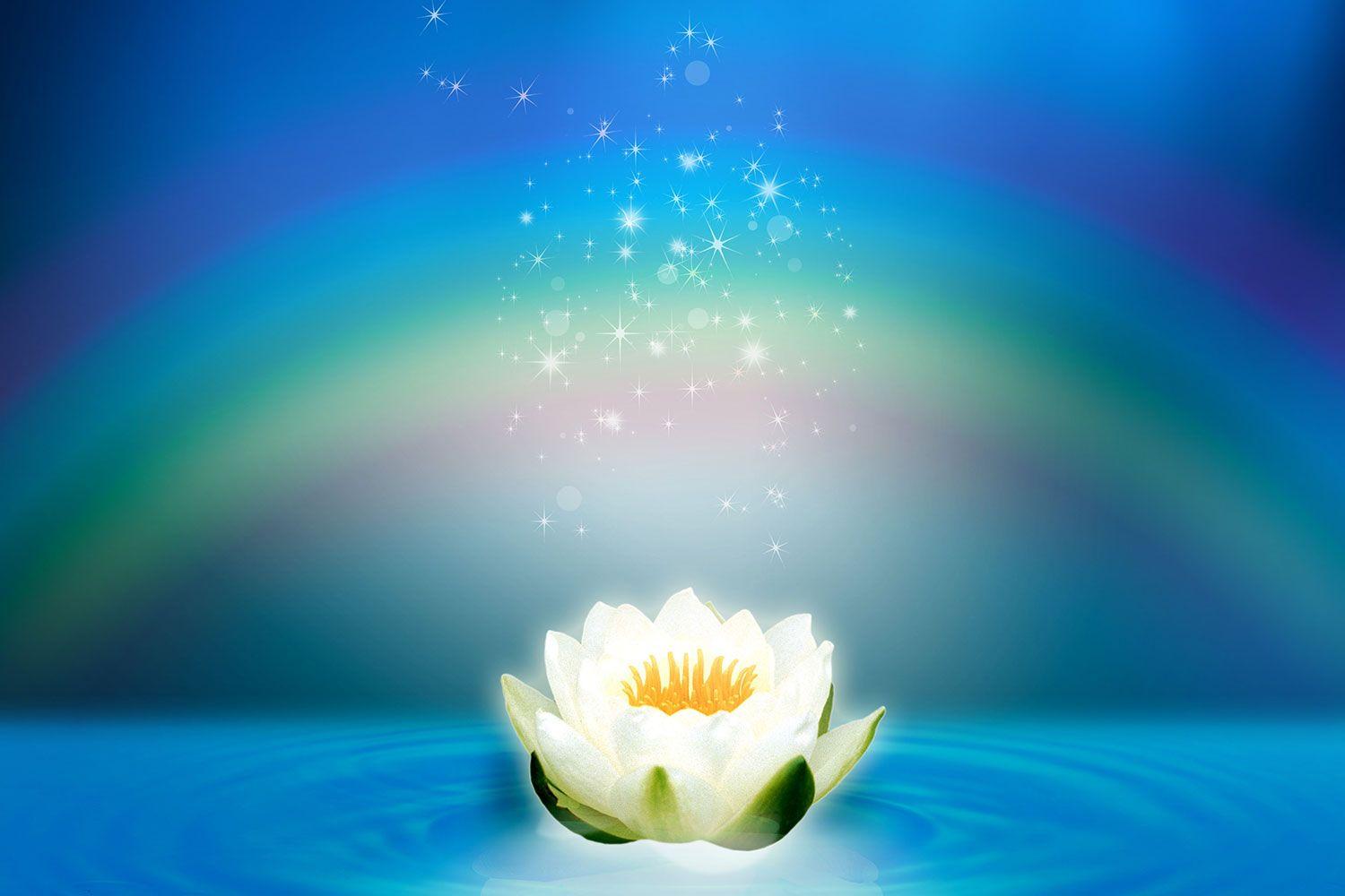 1500x1000 White Lotus Wallpaper