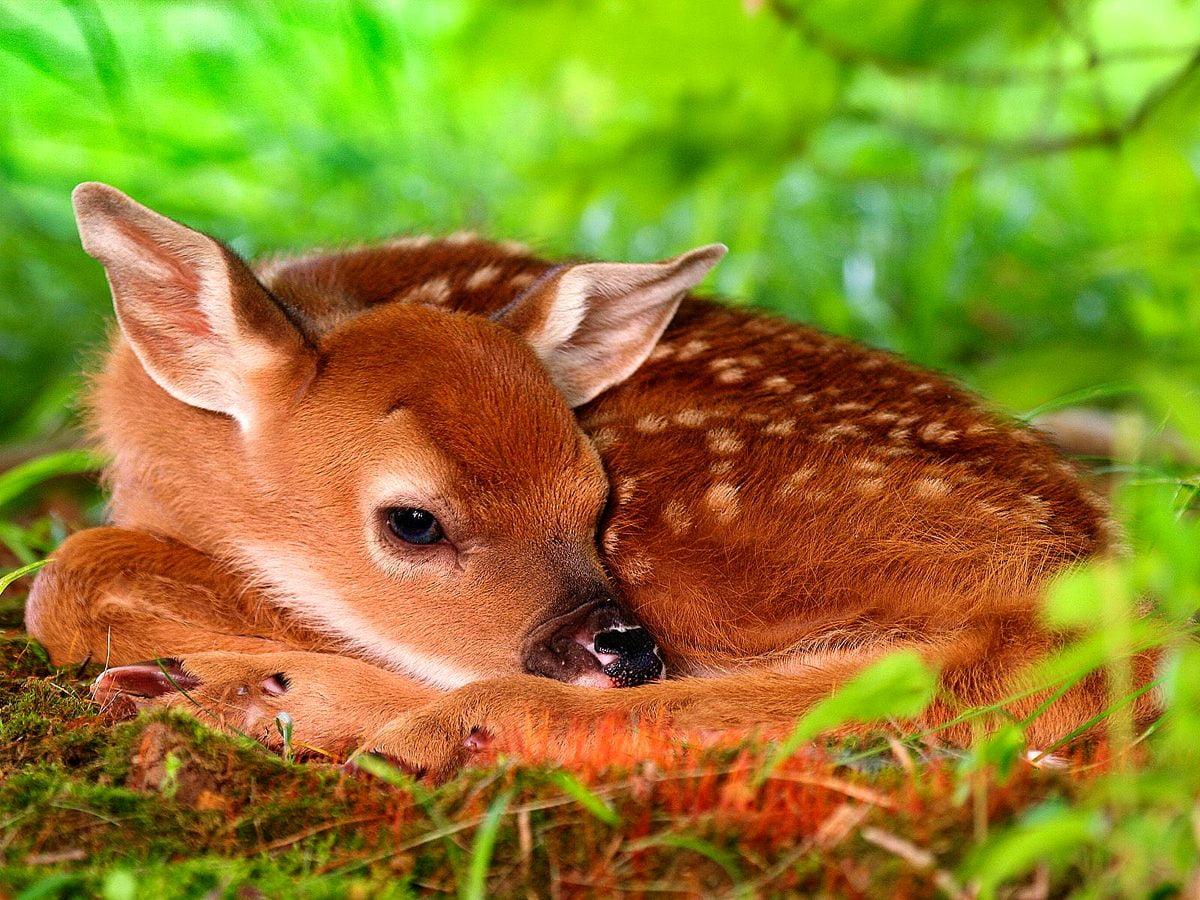 1200x900 Deer wallpaper HD. Download Free background
