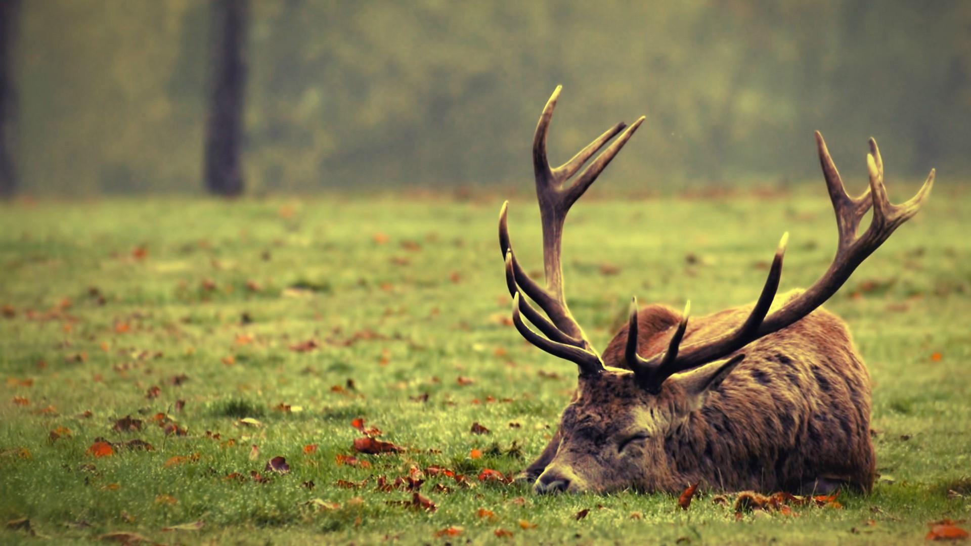 1920x1080 nature, Deer, Sleeping Wallpaper HD / Desktop and Mobile Background