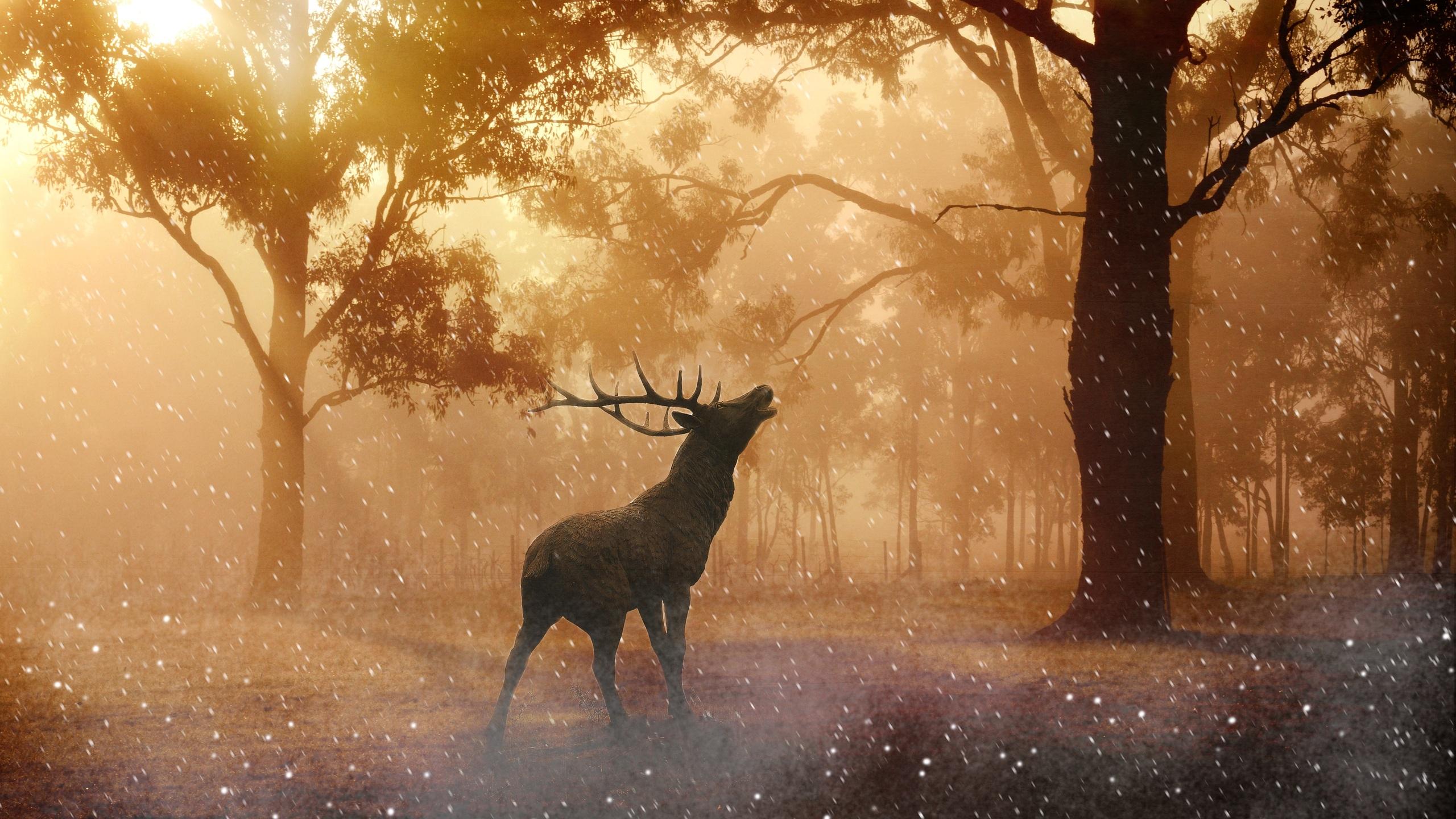 2560x1440 Deer Wild Nature Forest 4k 1440P Resolution HD 4k Wallpaper, Image, Background, Photo and Picture