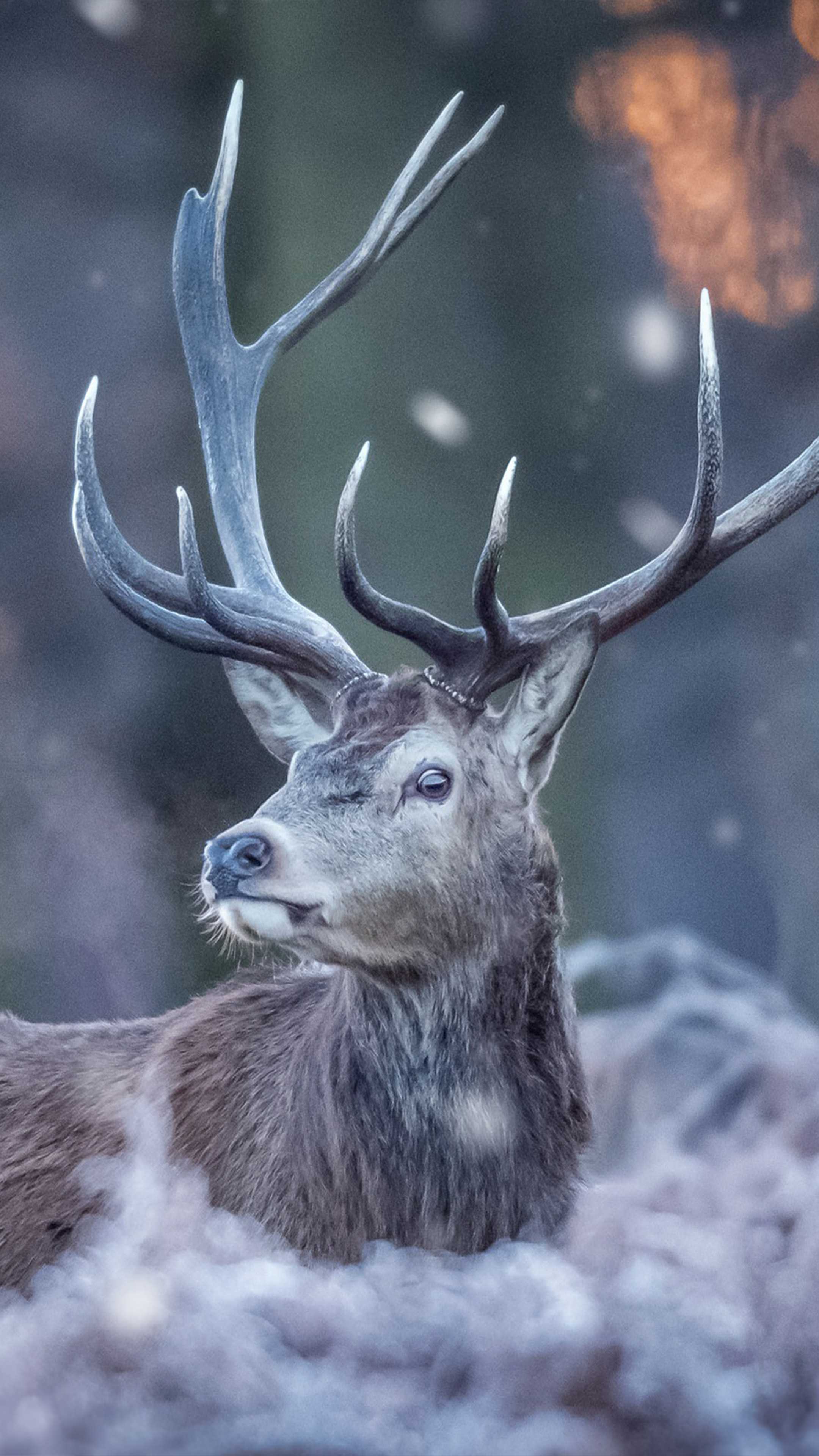 2160x3840 Deer Wallpaper Free HD Wallpaper