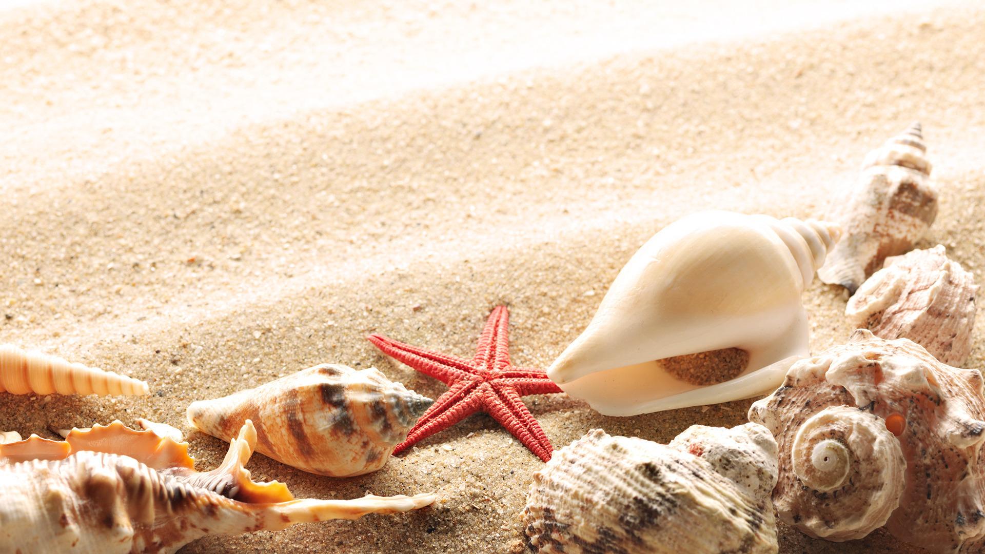 1920x1080 Seashell wallpaperx1080