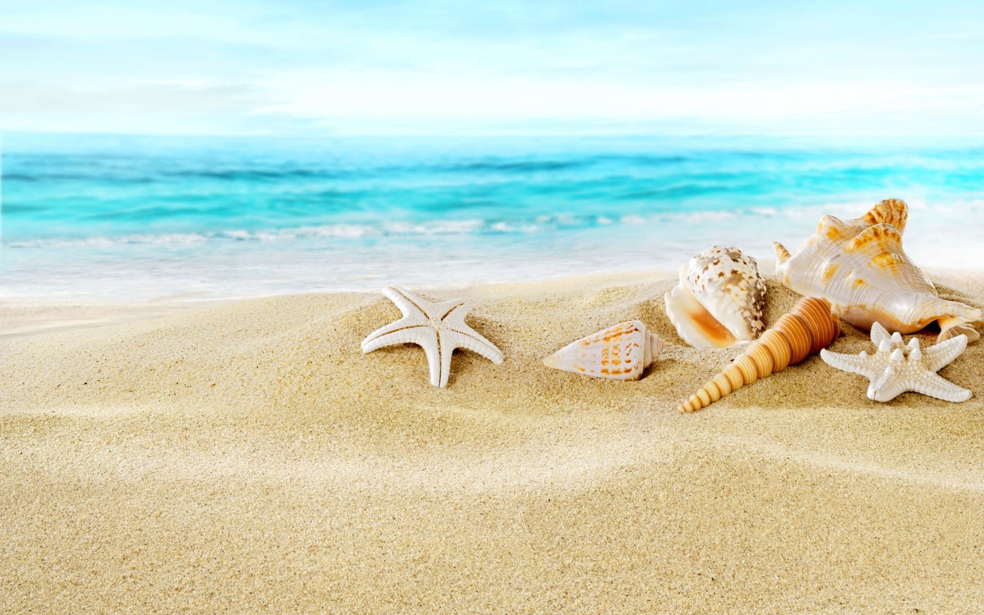 1920x1200 Seashells On Sand Beach Wallpaper For Widescreen Desktop Background With Seashells