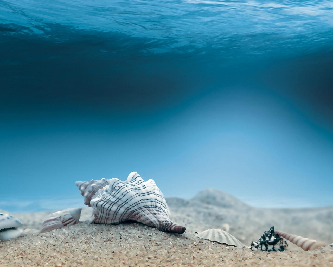 1280x1024 Underwater Sea Shells desktop PC and Mac wallpaper