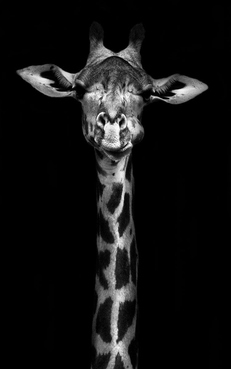 750x1197 BEAUTIFUL ANIMALS. Animals black and white, Giraffe, Animal photography