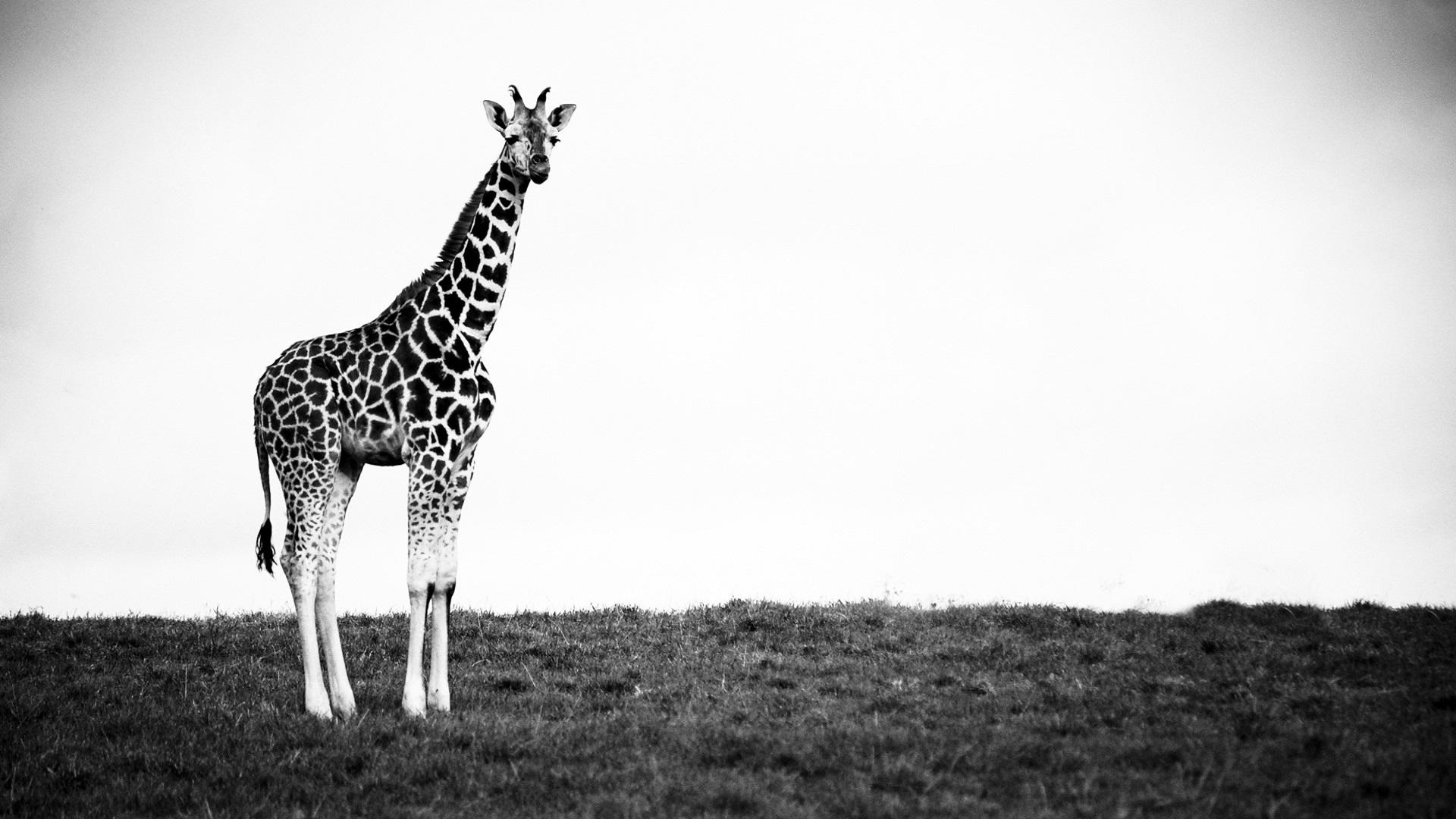 1920x1080 Free download Black and White Giraffe Wallpaper 2066 1920x1080 uMadcom [1920x1080] for your Desktop, Mobile & Tablet. Explore Black And White Wallpaper. Black And White Desktop Wallpaper, Black and