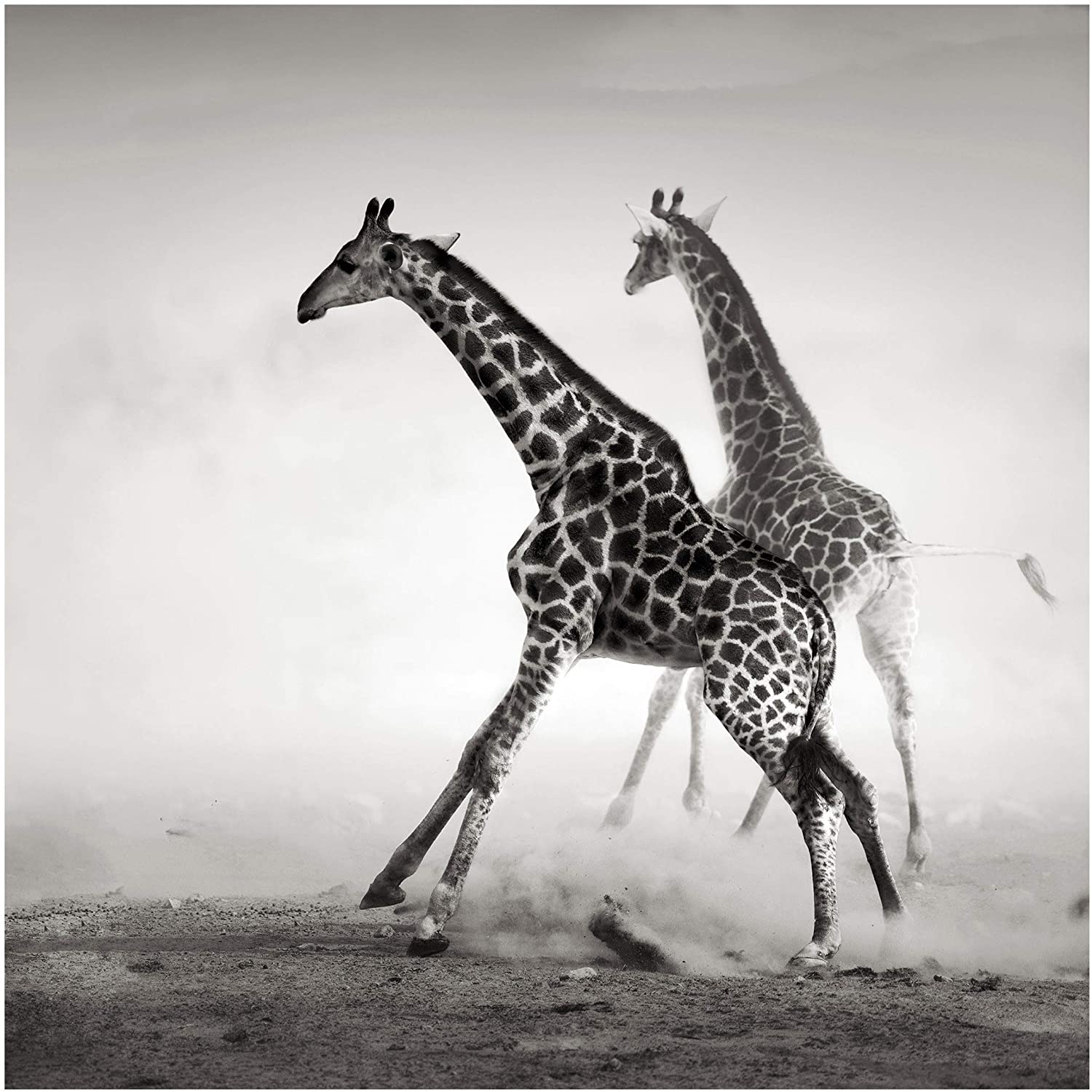 1500x1500 Non Woven Wallpaper Premium Giraffe Hunting Square, 75.6 X 75.6 Inches