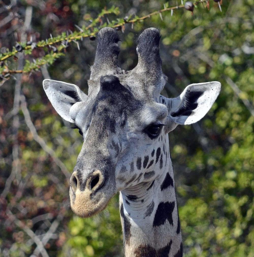 1000x1012 white and black giraffe photo
