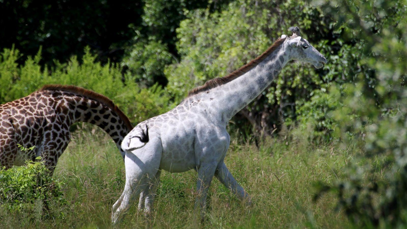 1600x900 Extremely Rare White Giraffe Spotted in Tanzanian National Park
