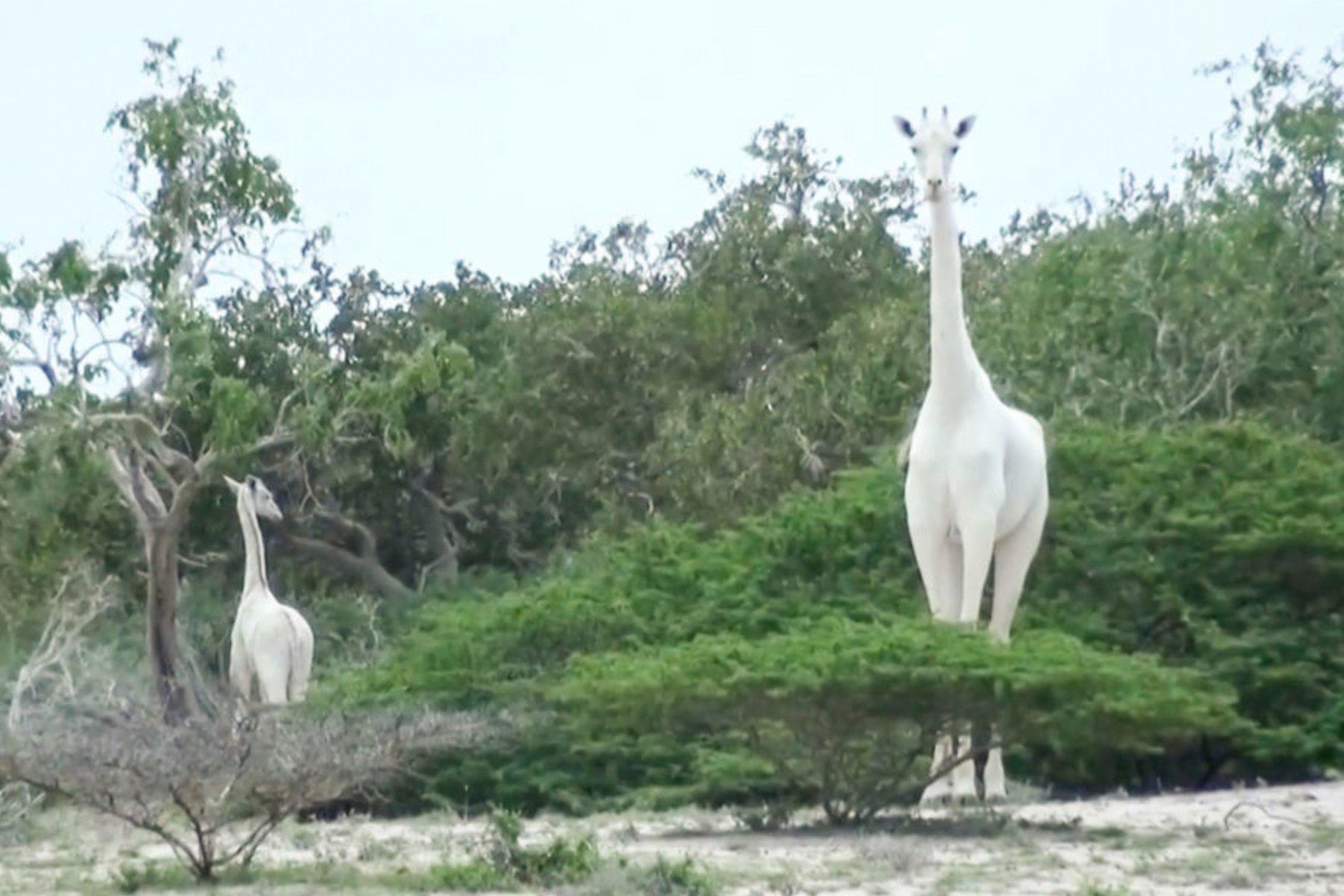 1800x1200 Rare White Giraffes Slaughtered by Poachers in Kenya