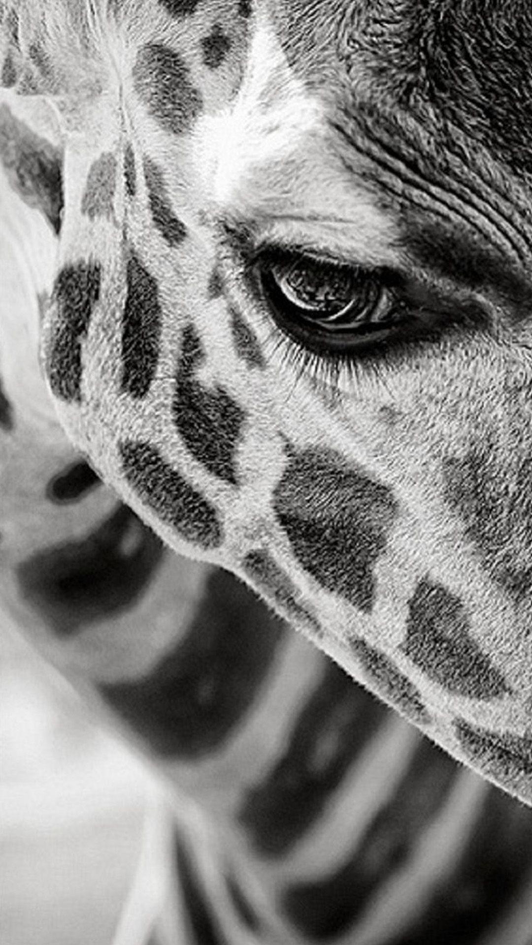 1080x1920 IPhone Wallpaper Animals 343. Animaux Beaux, Image Girafe, Animaux Noir Et Blanc