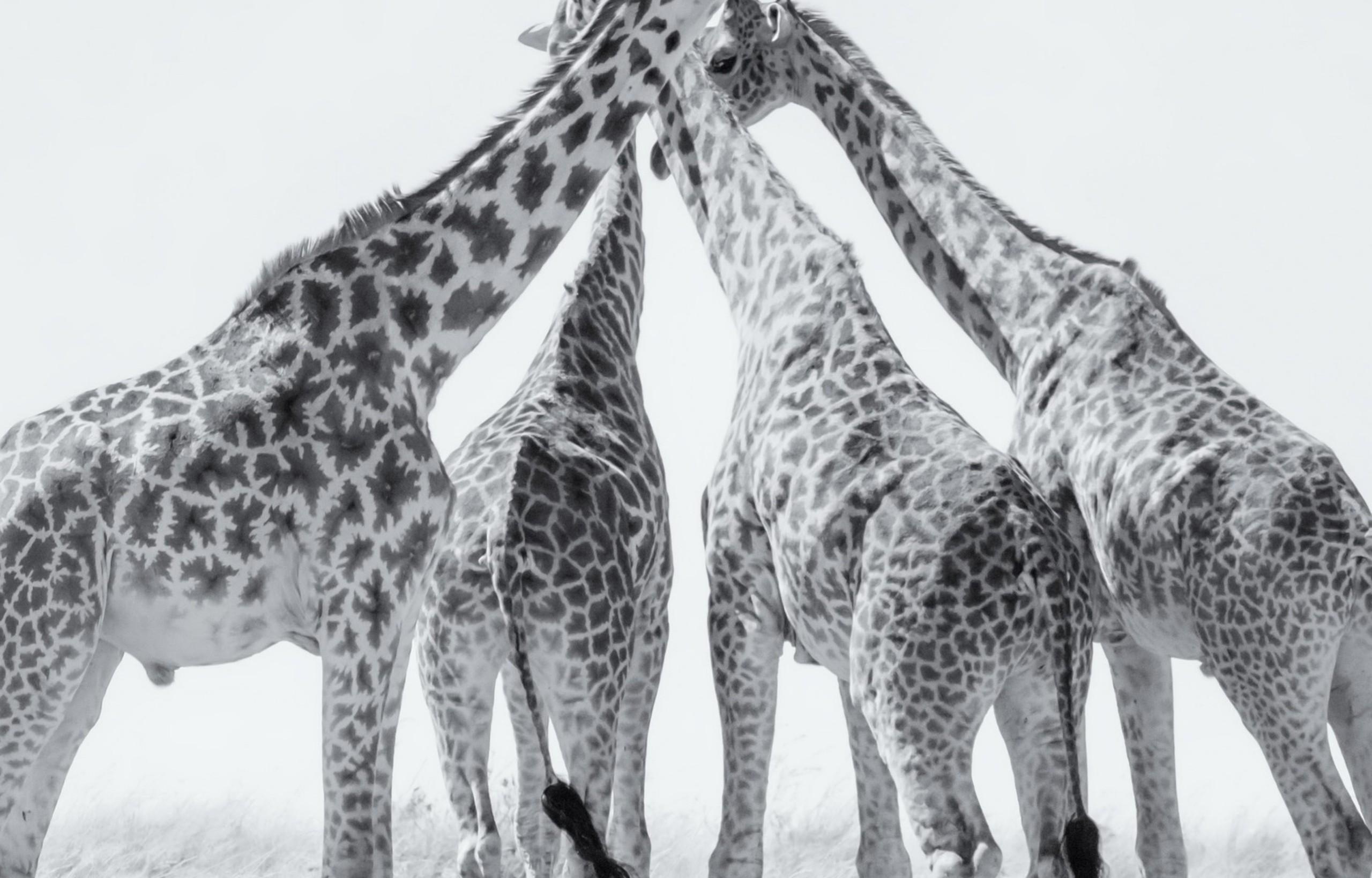Black and White Giraffe Wallpapers - Top Free Black and White Giraffe