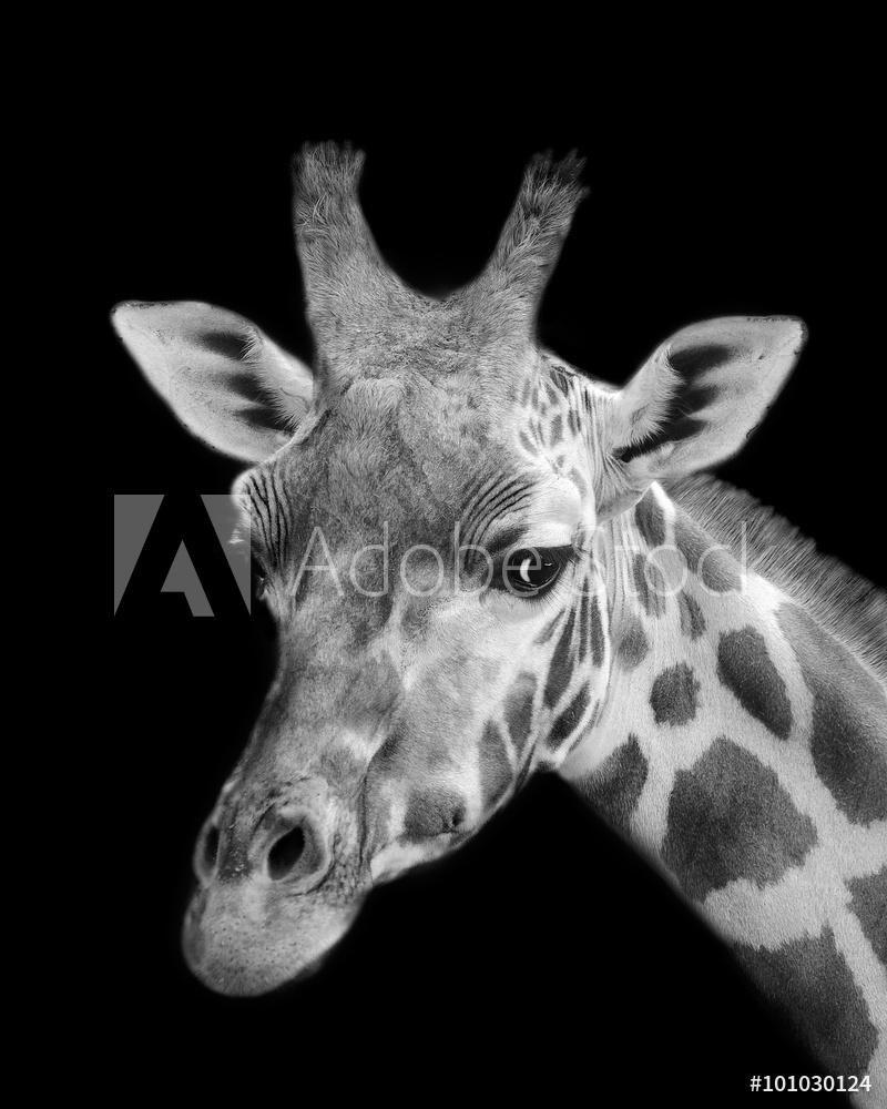 Black and White Giraffe Wallpapers - Top Free Black and White Giraffe