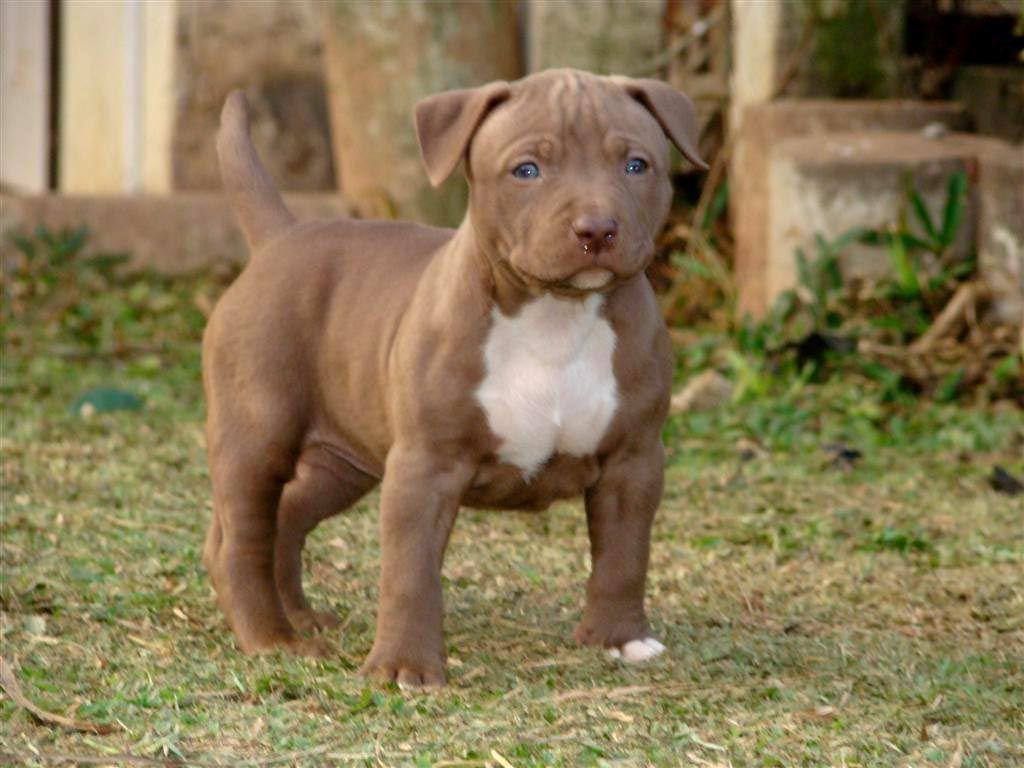 1024x768 So adorable. Pitbull puppies, Baby animals, Cute animals