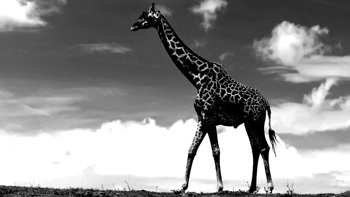 1366x768 1366x768 giraffe background