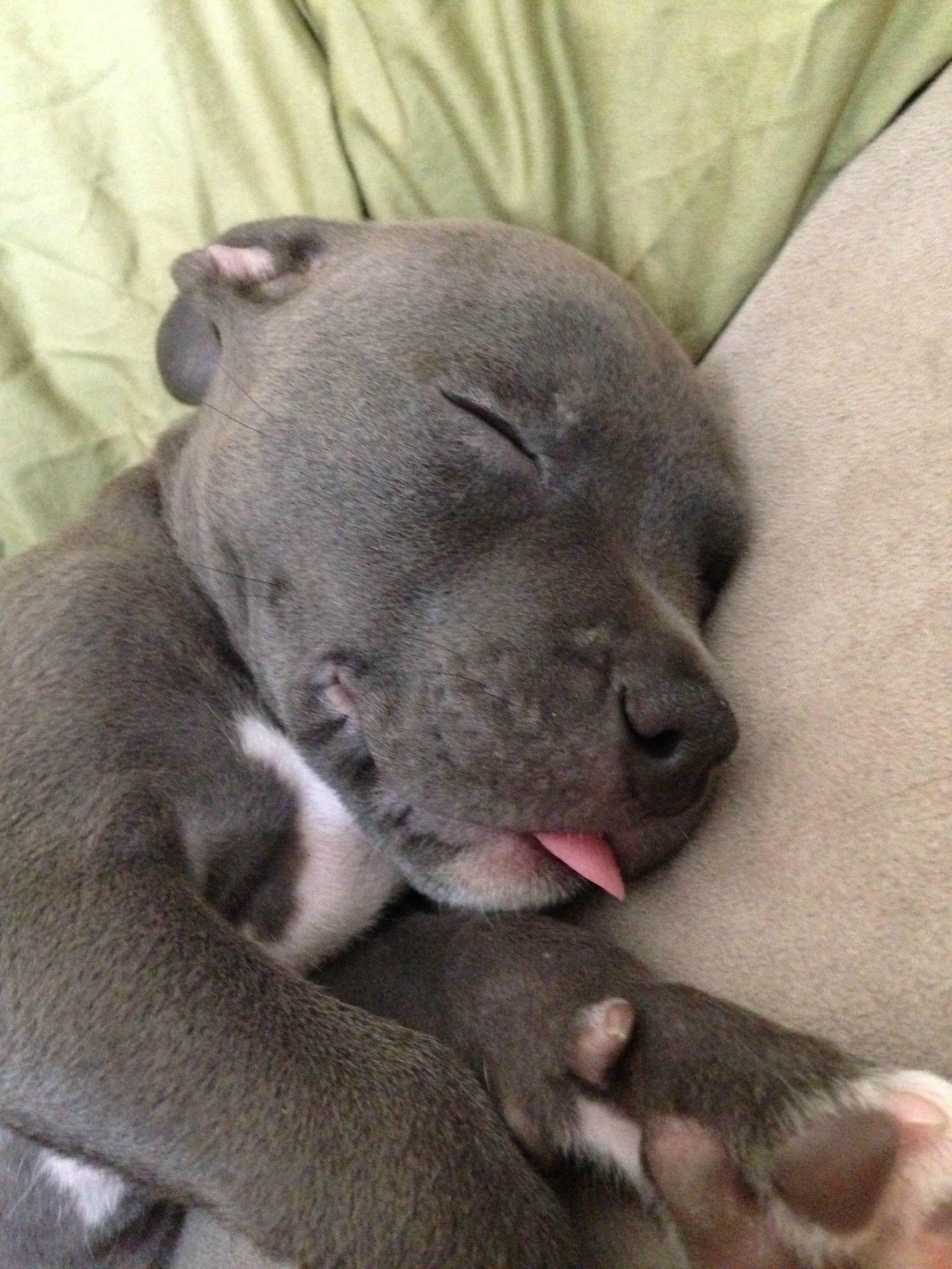 1536x2048 American Pit Bull Terrier Puppy Wallpaper