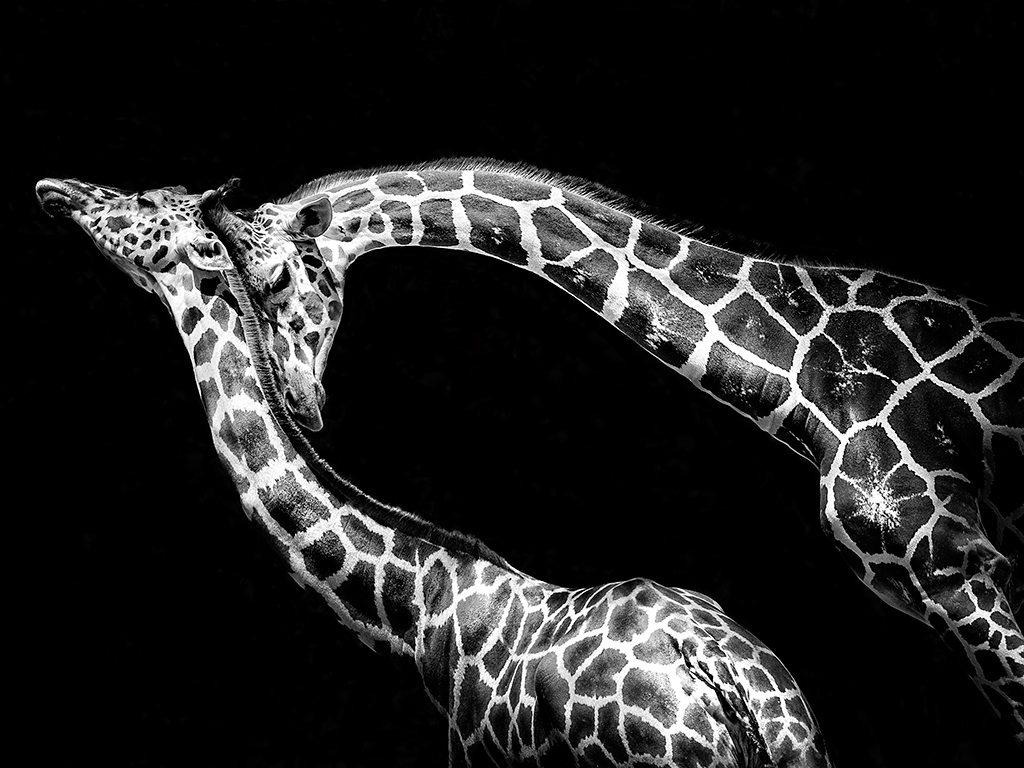 Black and White Giraffe Wallpapers - Top Free Black and White Giraffe