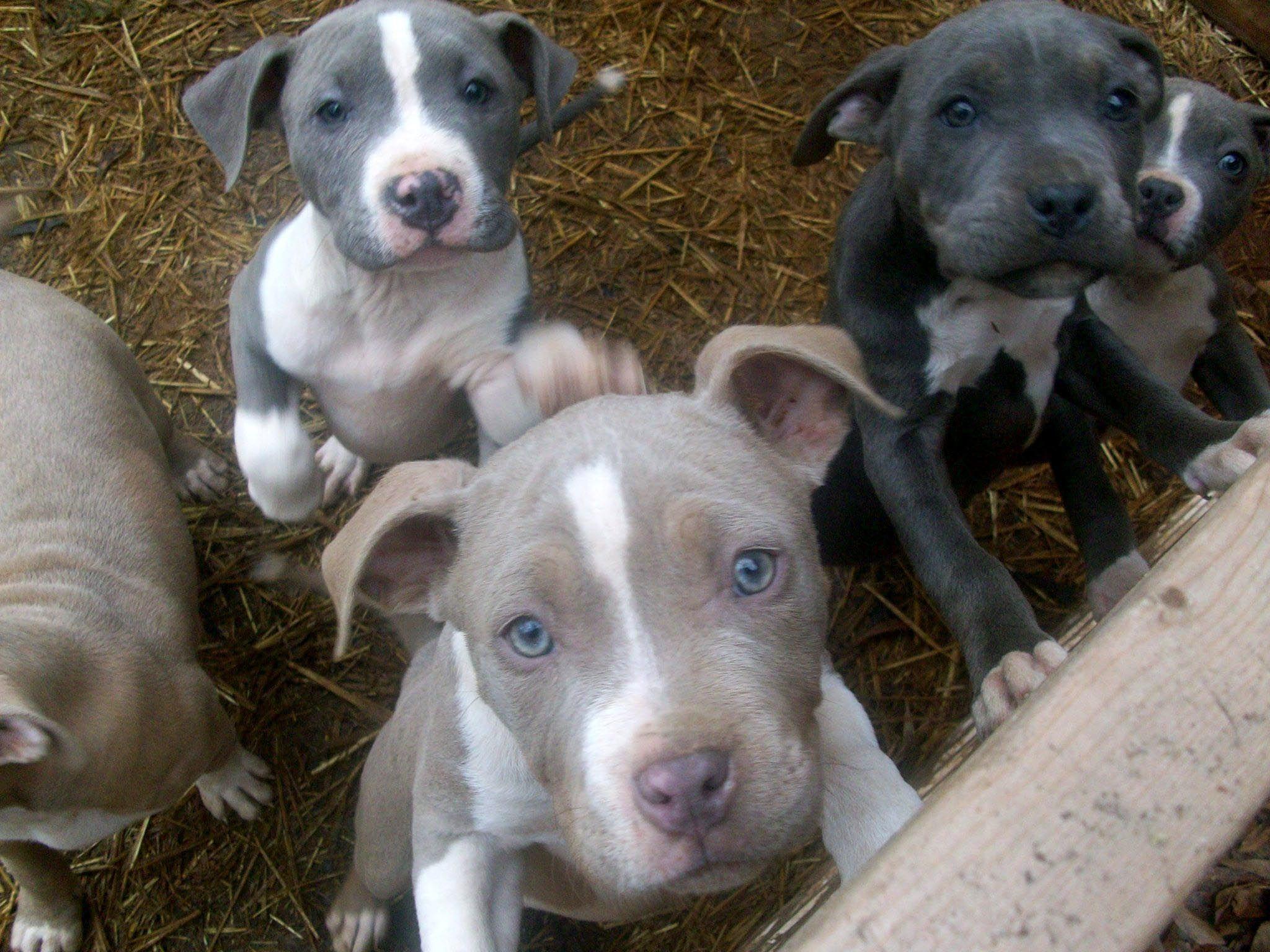 2048x1536 Baby Pitbull Wallpaper. Pitbull wallpaper, Pitbulls, Pitbull puppies