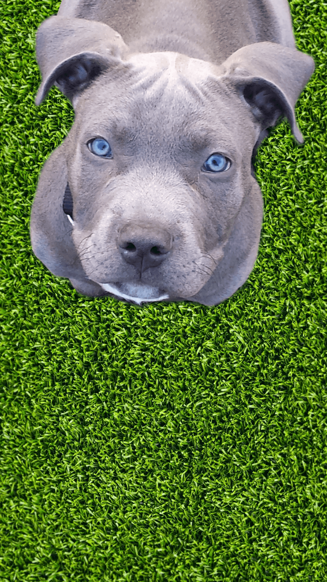 1080x1920 Pitbull Wallpaper. Pitbull wallpaper, Pitbulls, Puppy wallpaper