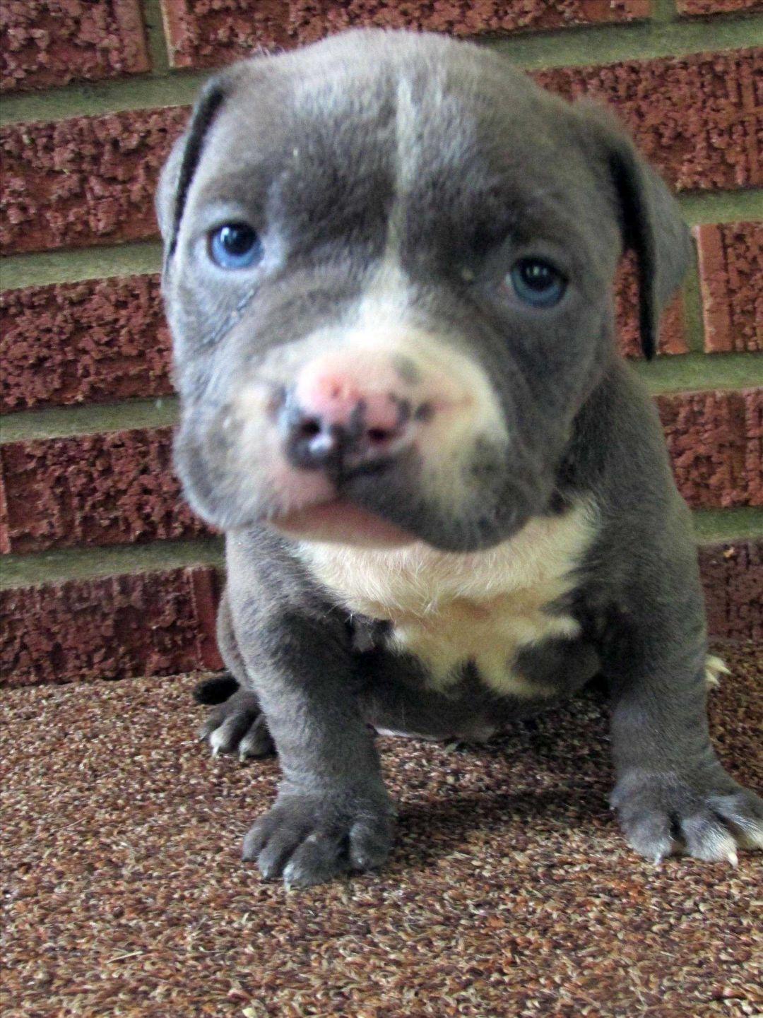 1080x1441 Baby Pitbulls Wallpaper