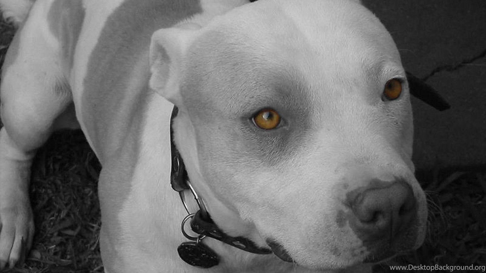 1920x1080 Desktop Image Of Baby Pitbulls Dogs Desktop Background