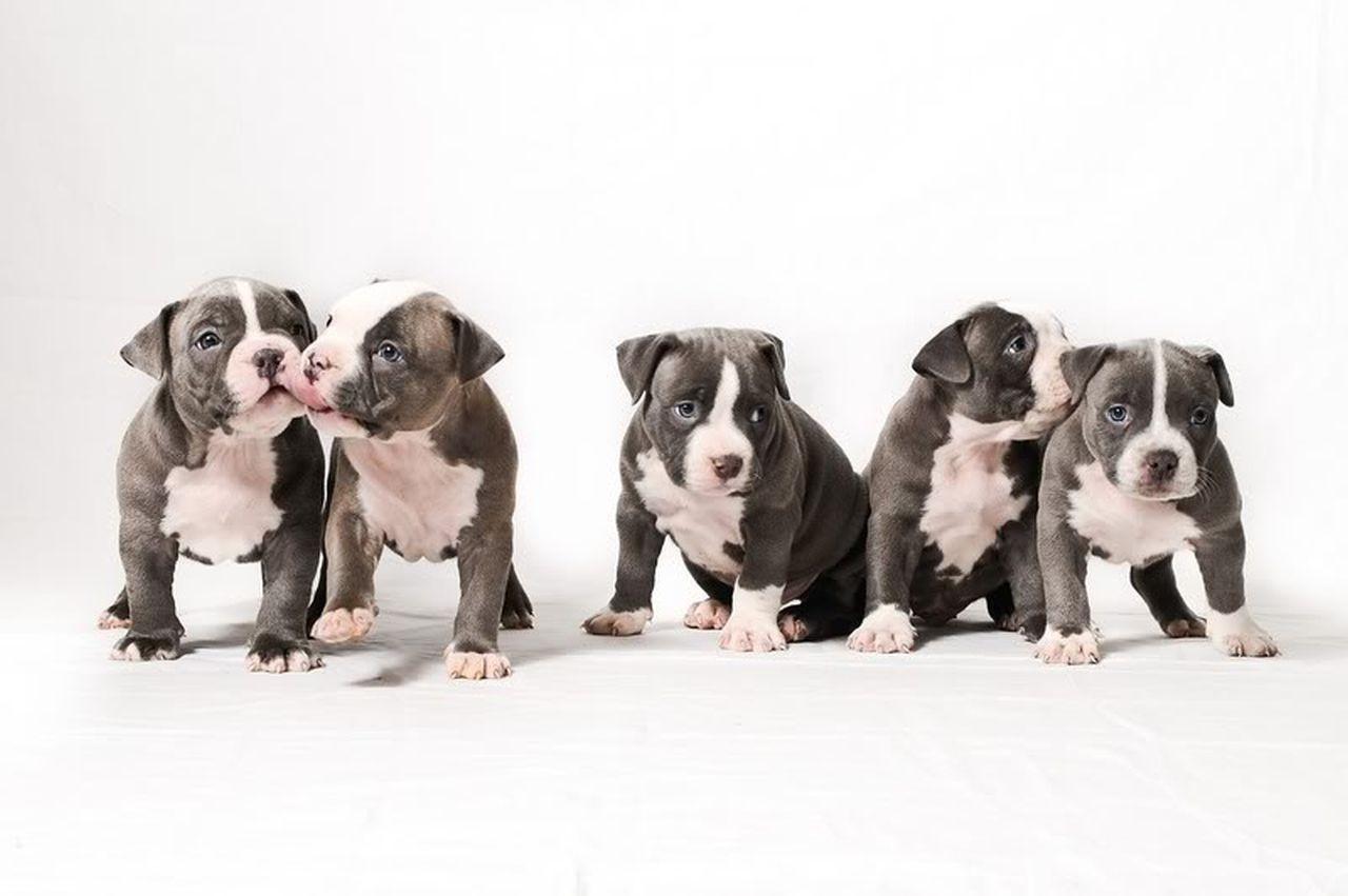 1280x851 Pitbull Puppies Background