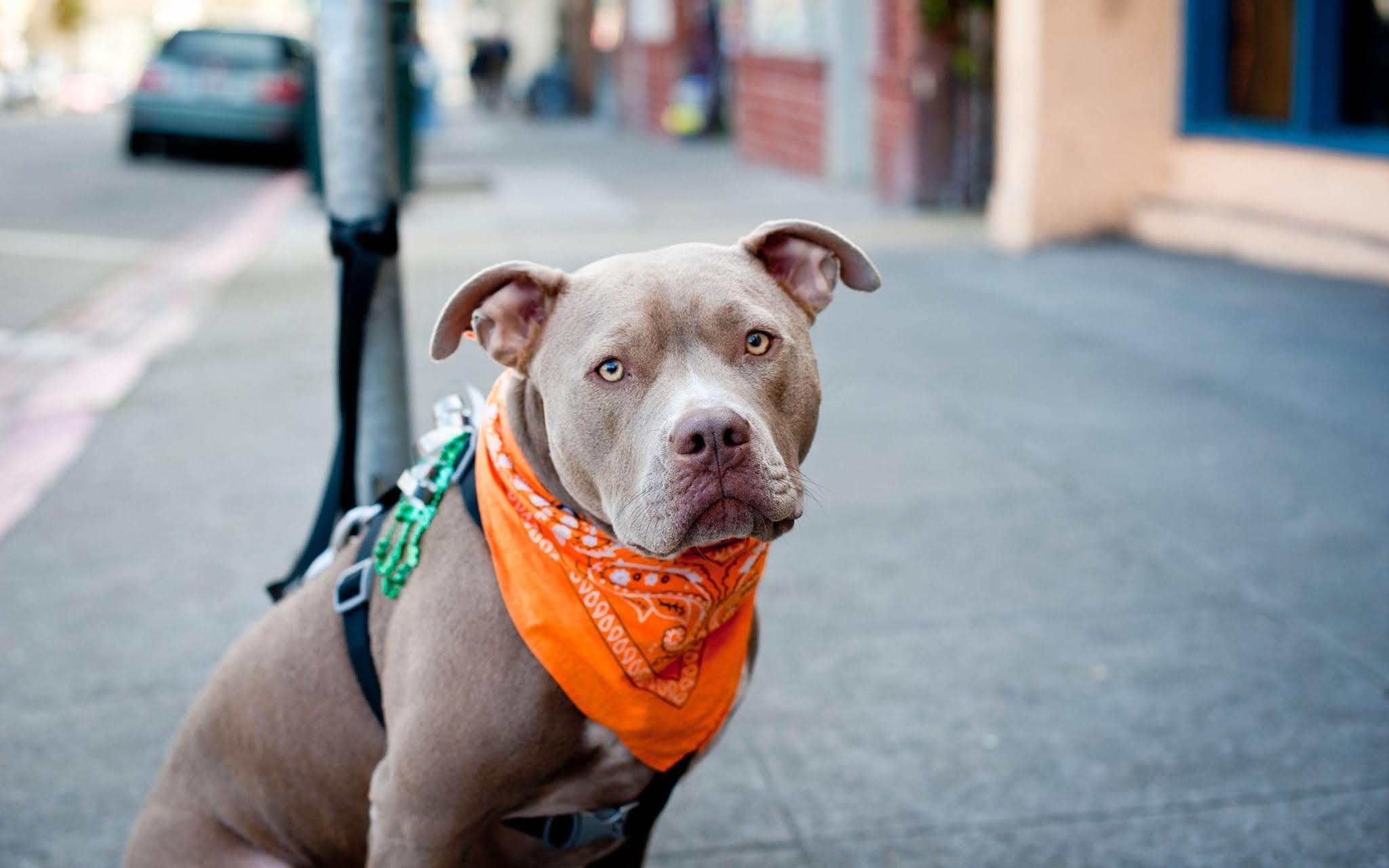 2048x1280 Pitbull dog angry wallpaper