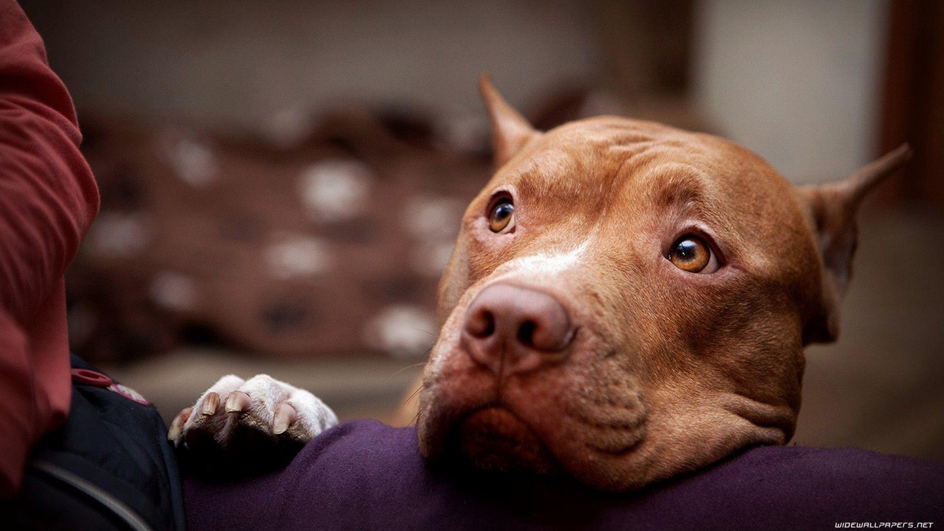 1920x1080 1920x American Pitbull Tiner Wallpaper Pitbull Terrier Wallpaper HD