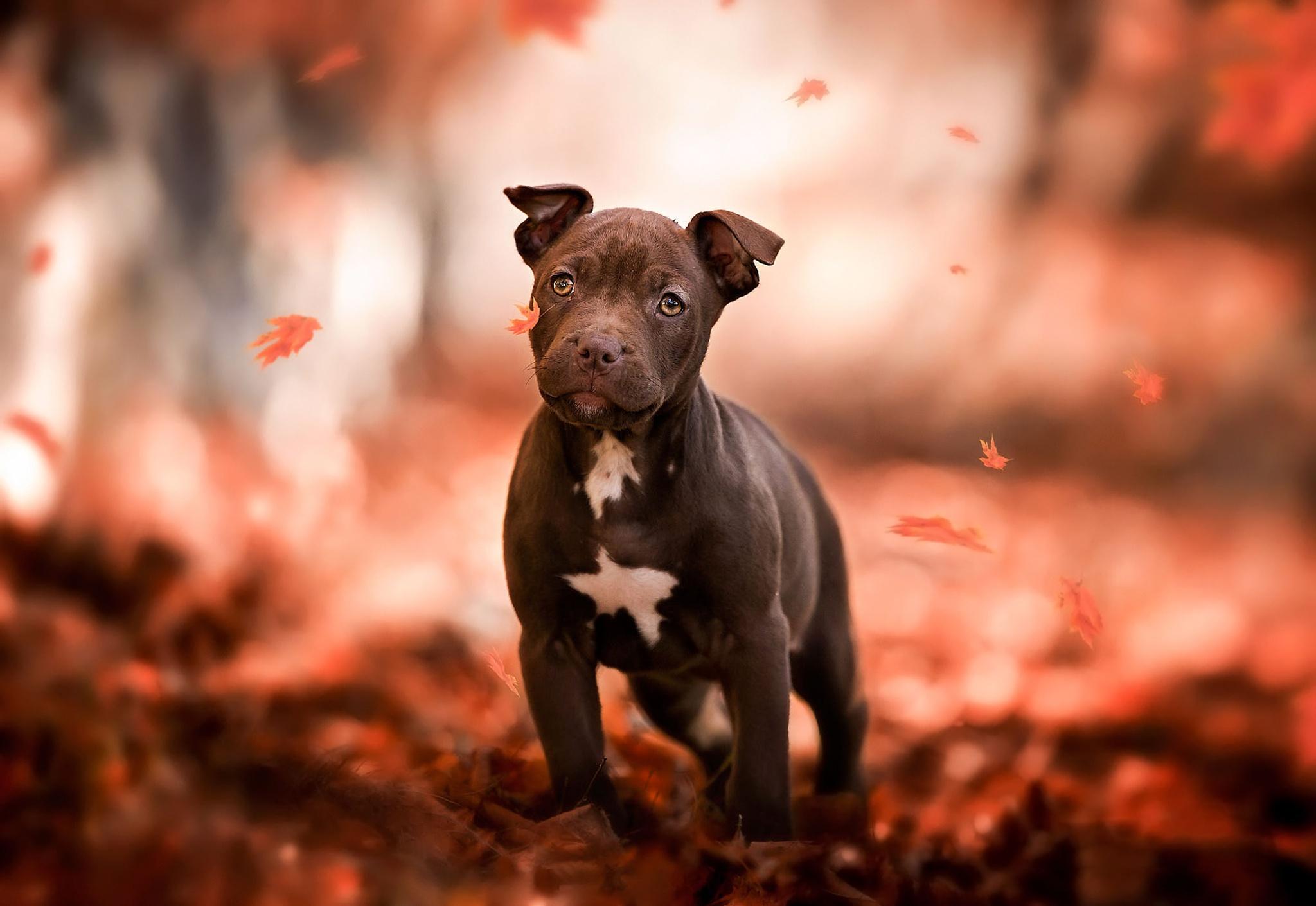 Baby Pitbulls Wallpapers - Top Free Baby Pitbulls Backgrounds ...