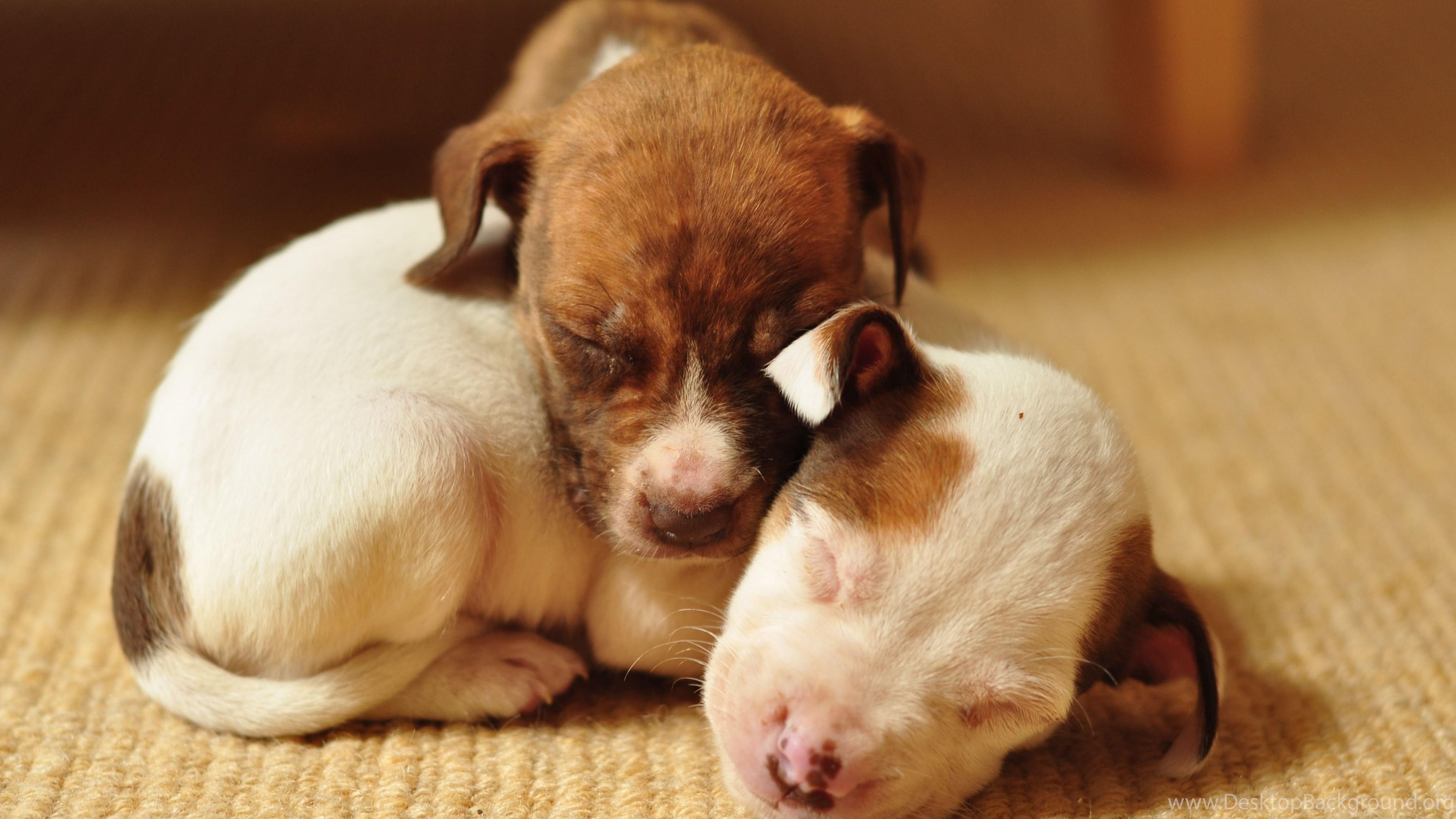 3840x2160 Pitbull Dog Puppy Wallpaper Desktop Background