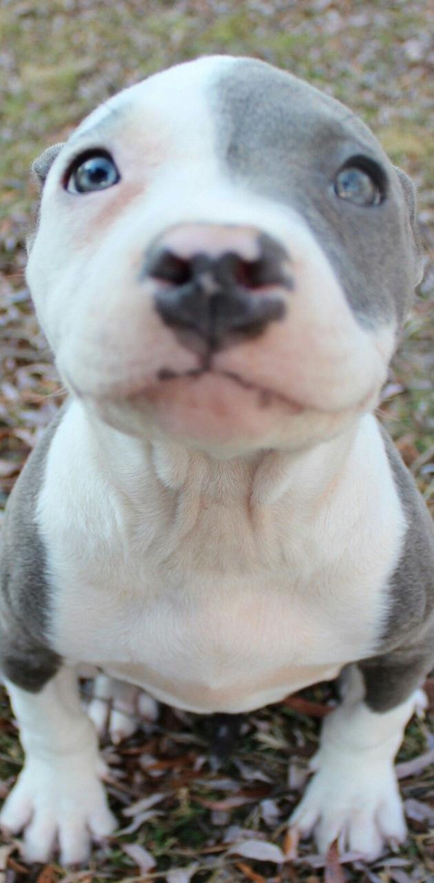 630x1280 Baby Pitbull wallpaper