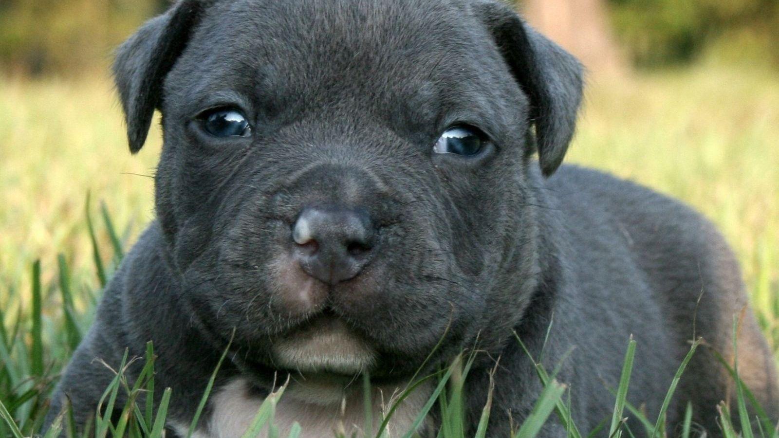 1600x900 Pitbull Puppy Wallpaper, HD Pitbull Puppy Background