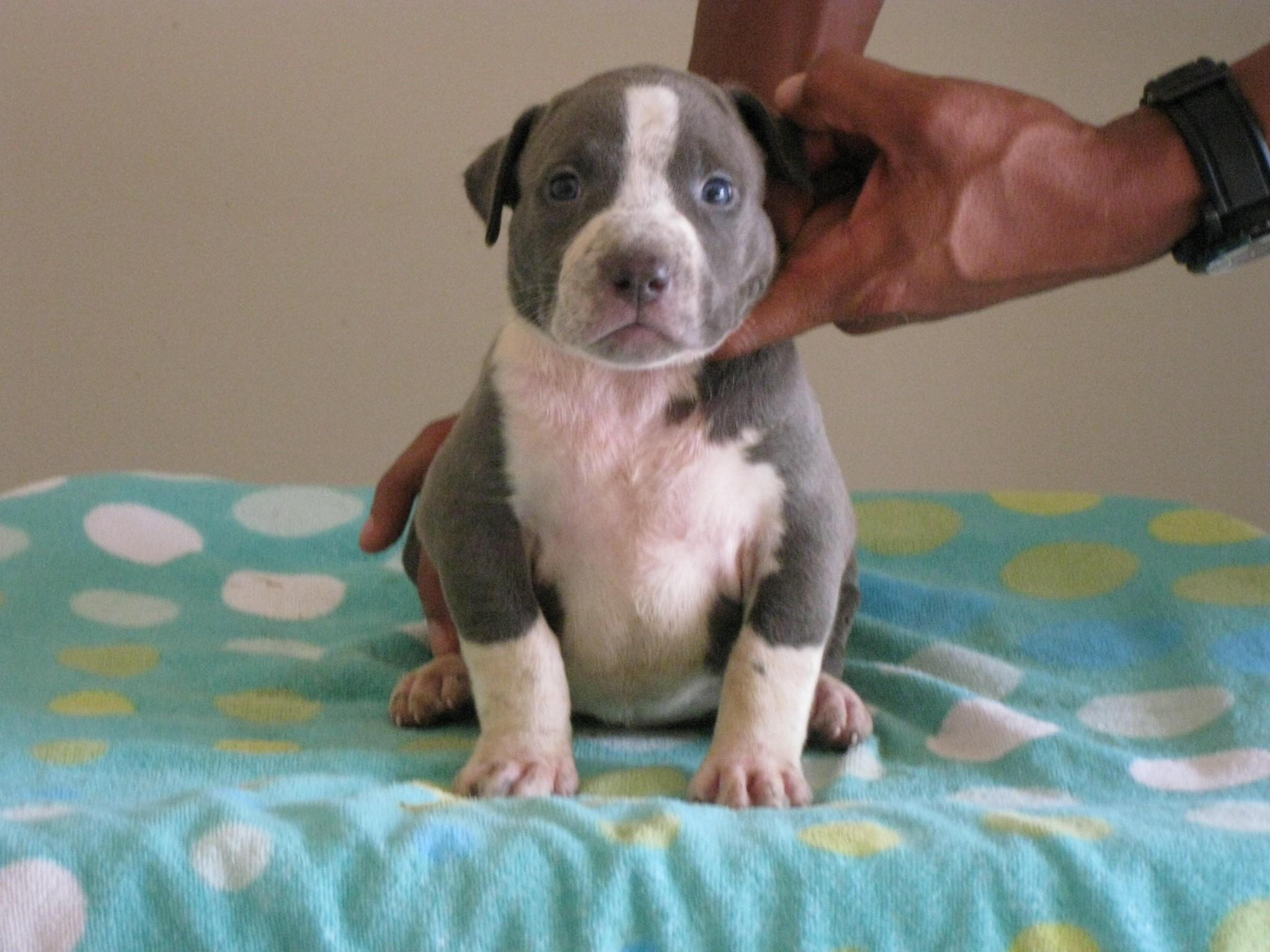2048x1536 2048x Blue, Pitbull, Puppy, Dog, New, Desktop, Dog Image Download