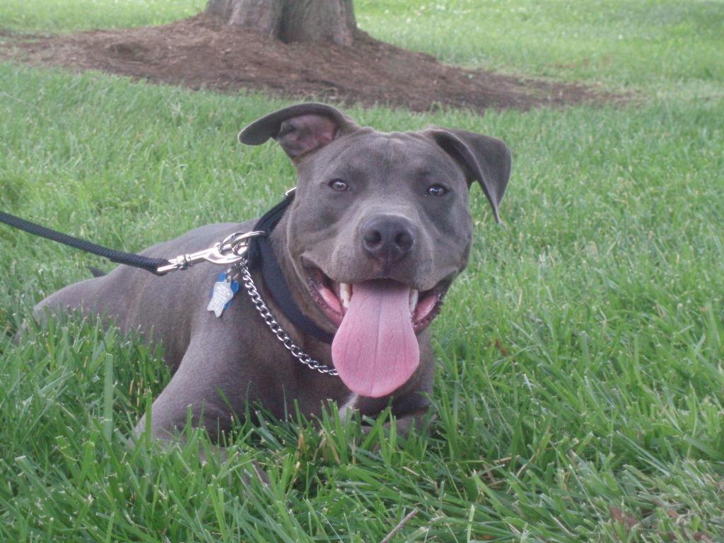 1024x768 Free download Pitbulls Owner Pit Baby Pits Picture [1024x768] for your Desktop, Mobile & Tablet. Explore Baby Pitbull Wallpaper. Pitbull Wallpaper Free