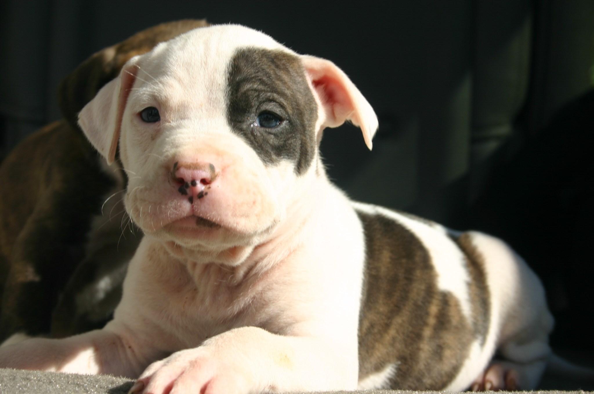 2048x1360 #Pitbull, K, #photo. Mocah HD Wallpaper