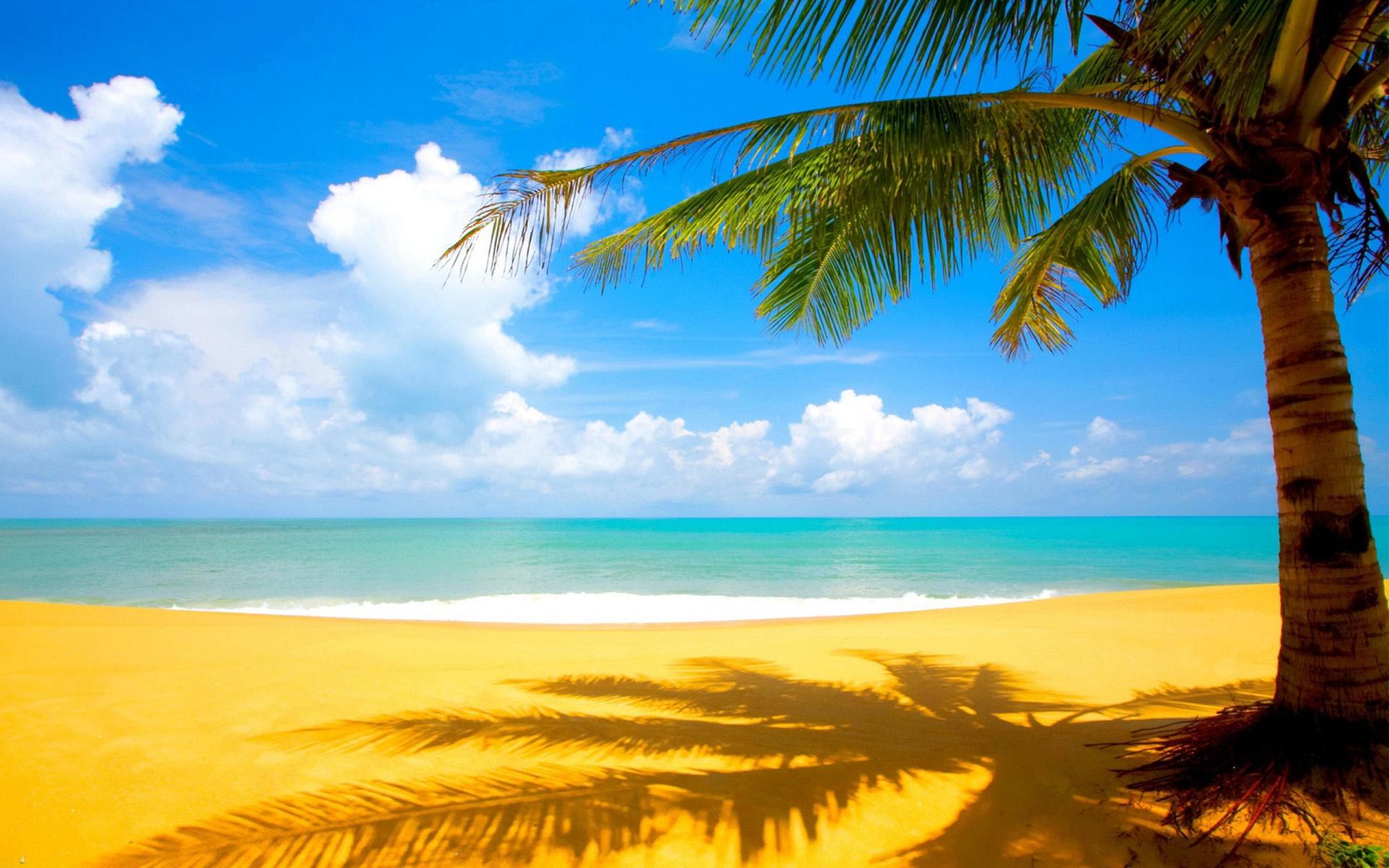 1920x1200 palm wallpaper 104