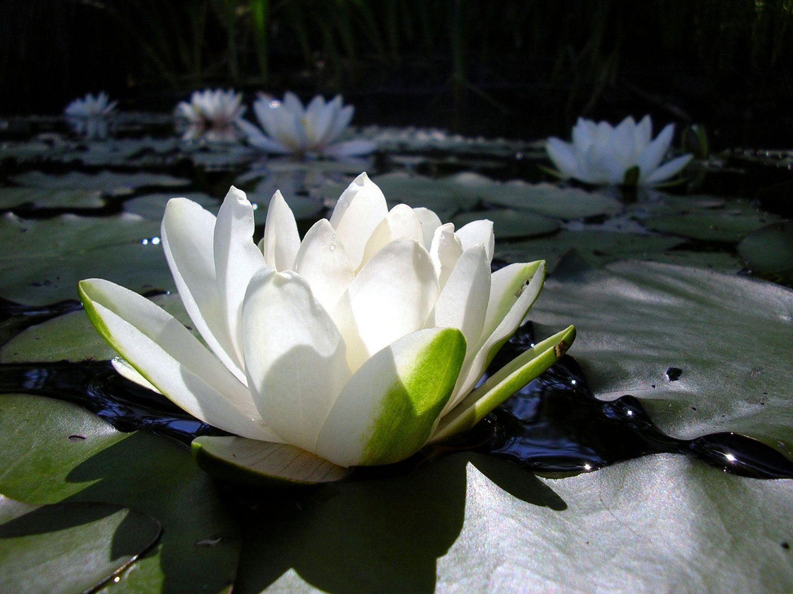 1600x1200 Lotus Flower Wallpaper