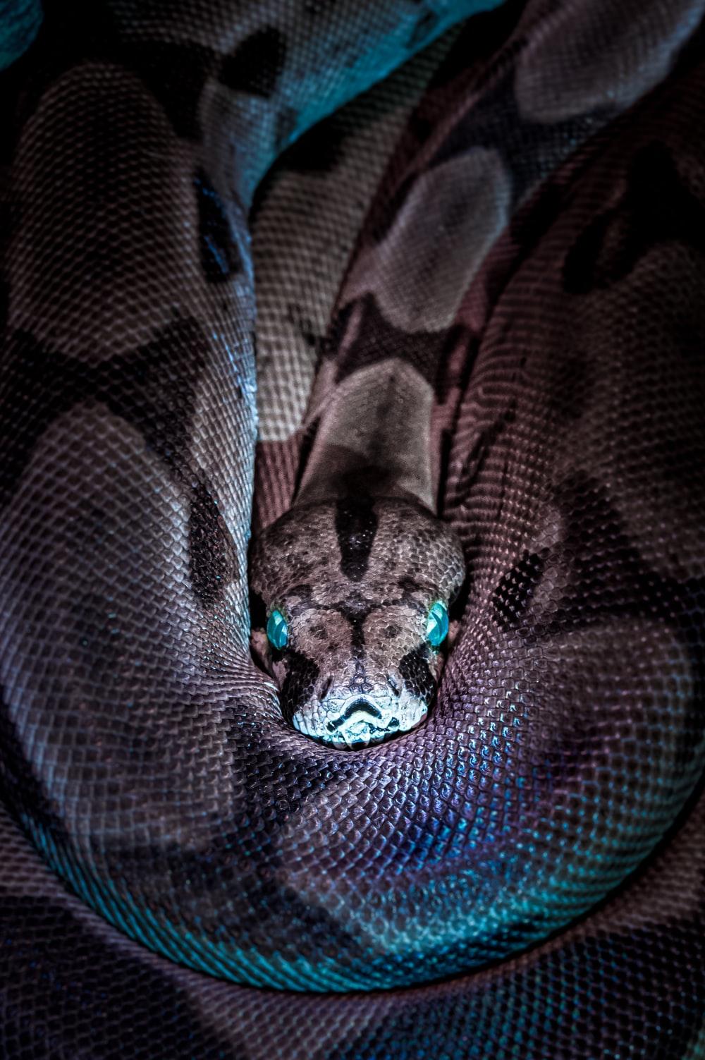 1000x1503 Snake Bite Picture. Download Free Image