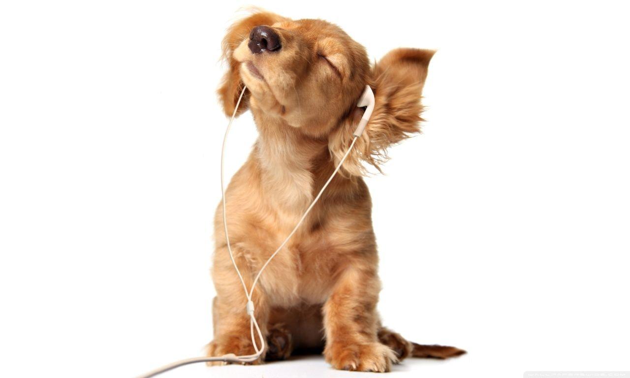 1280x768 Puppy HD Wallpaper