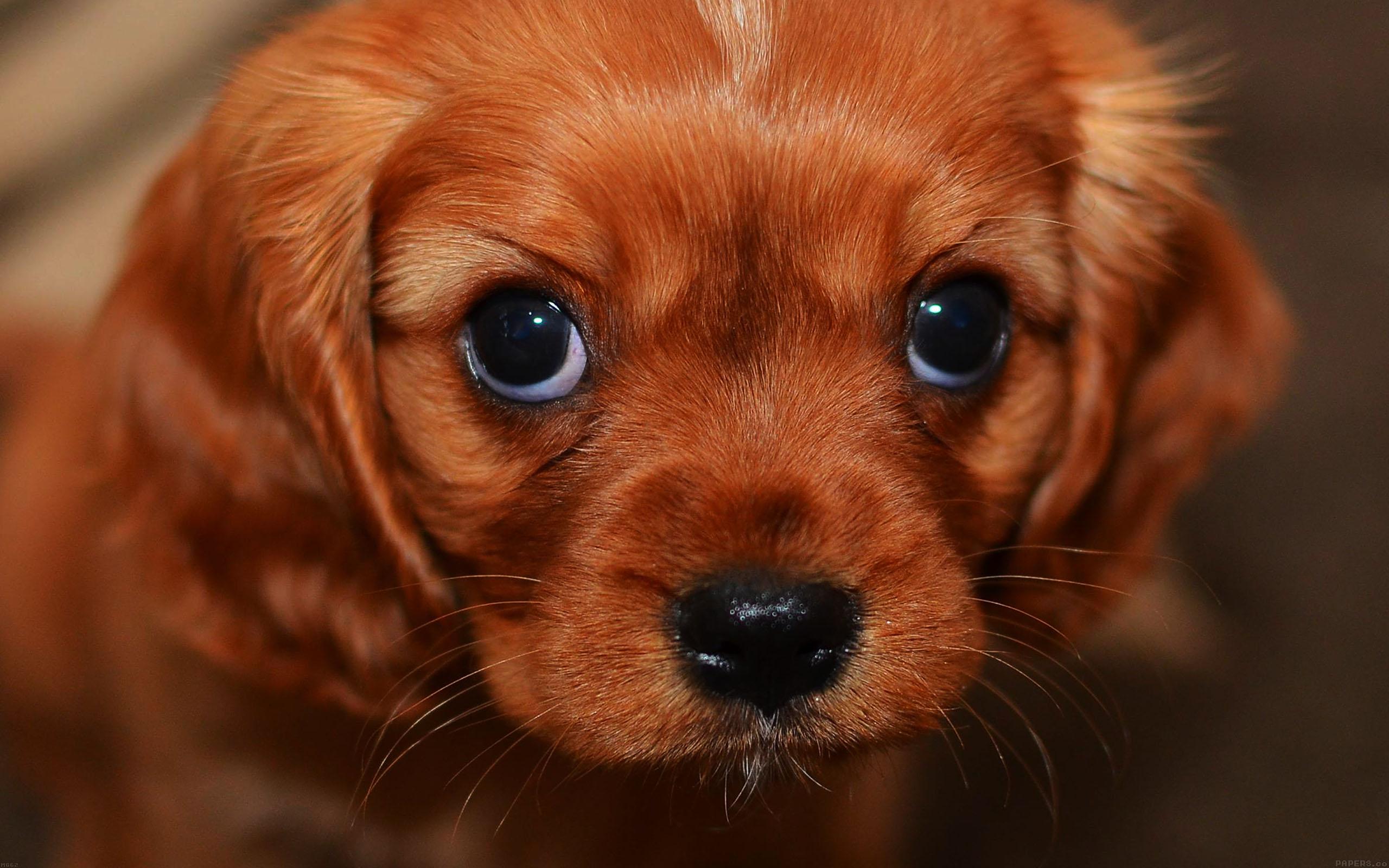 2560x1600 wallpaper for desktop, laptop. cute puppy wallpaper