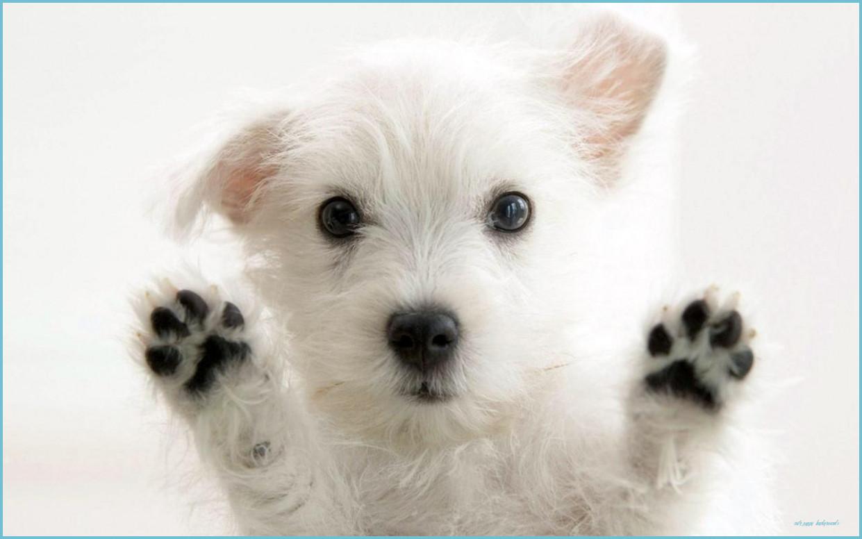1241x776 Puppy Background For Computer Puppy Background