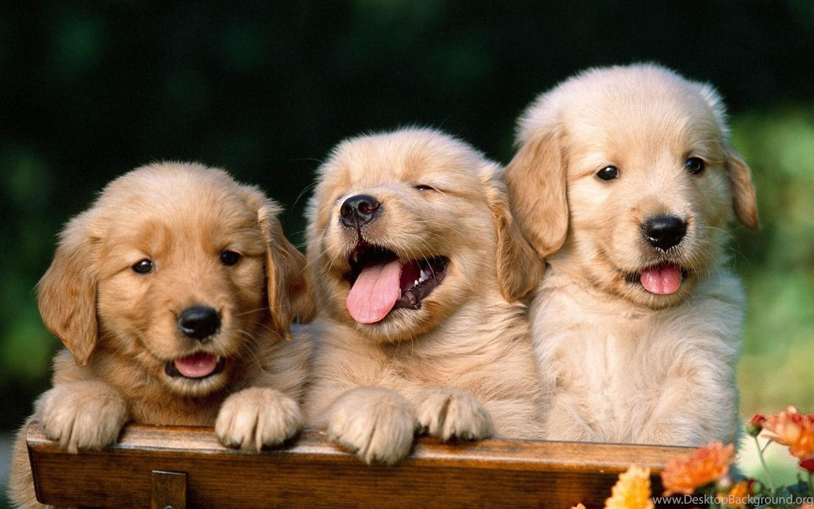 1680x1050 Desktop HD picture of dogs and Desktop Background
